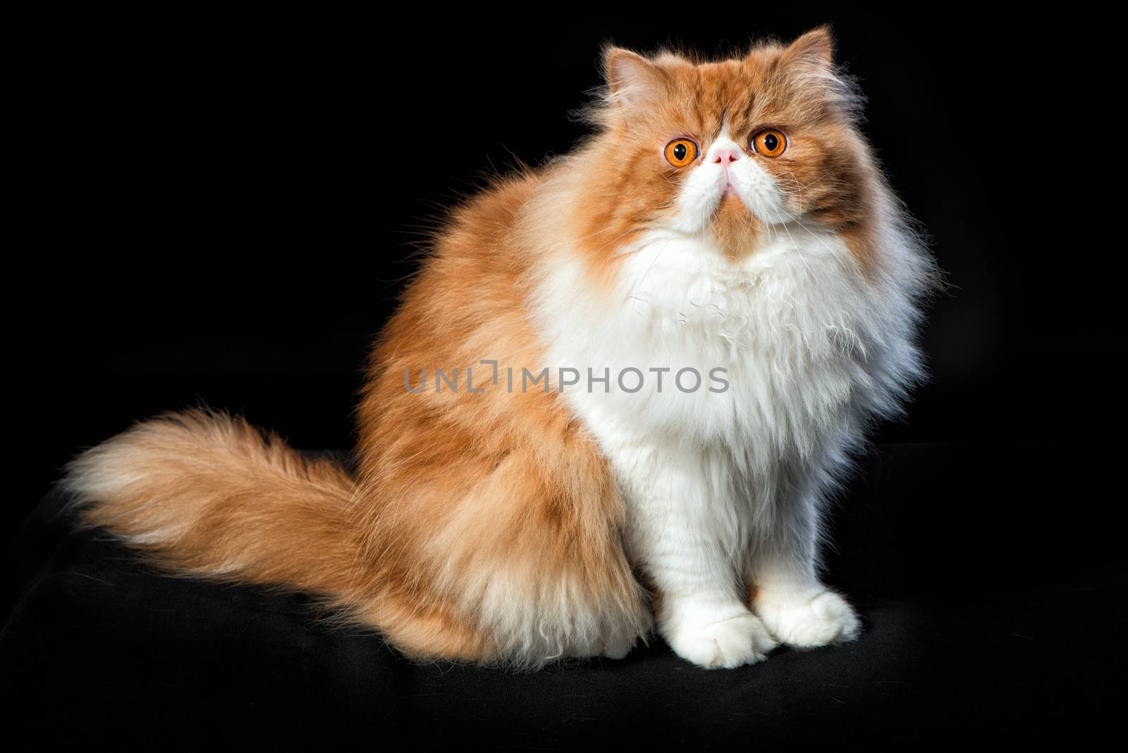 Red big persian cat costs on dark background by fotooxotnik