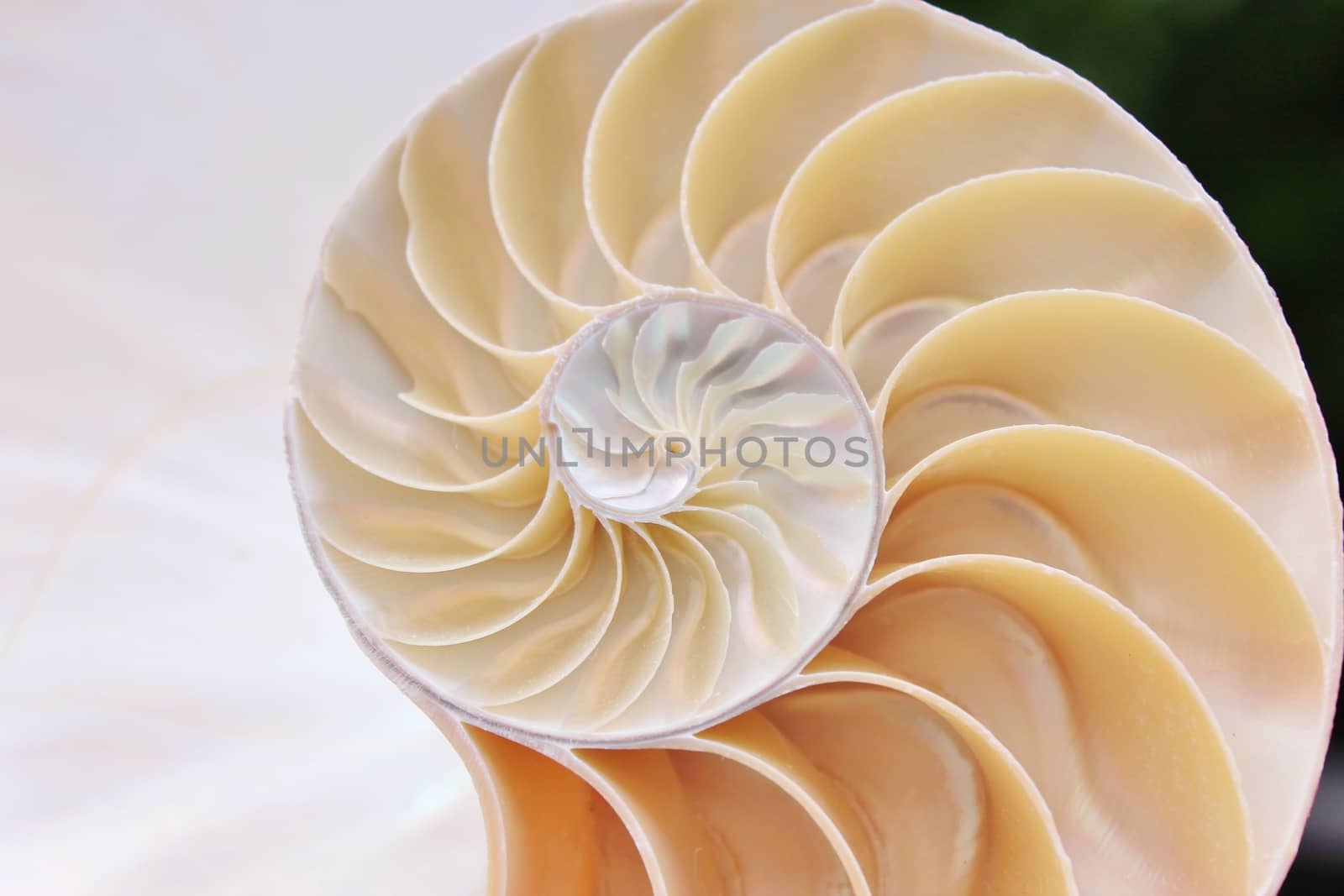 nautilus shell cross section spiral 