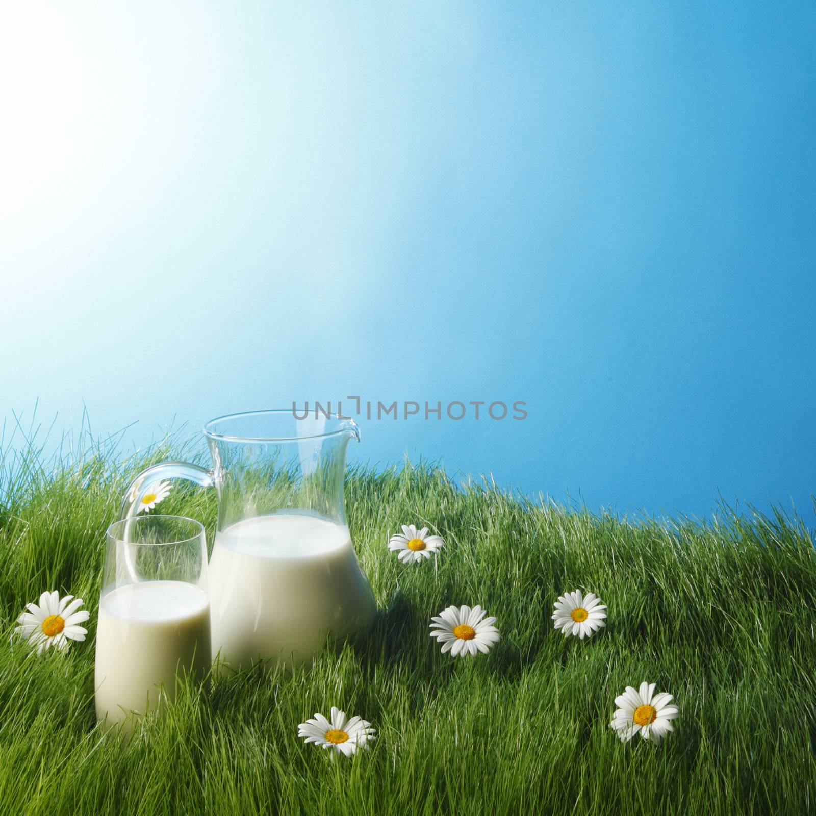 Milk jug and glass on fresh green grass with chamomiles