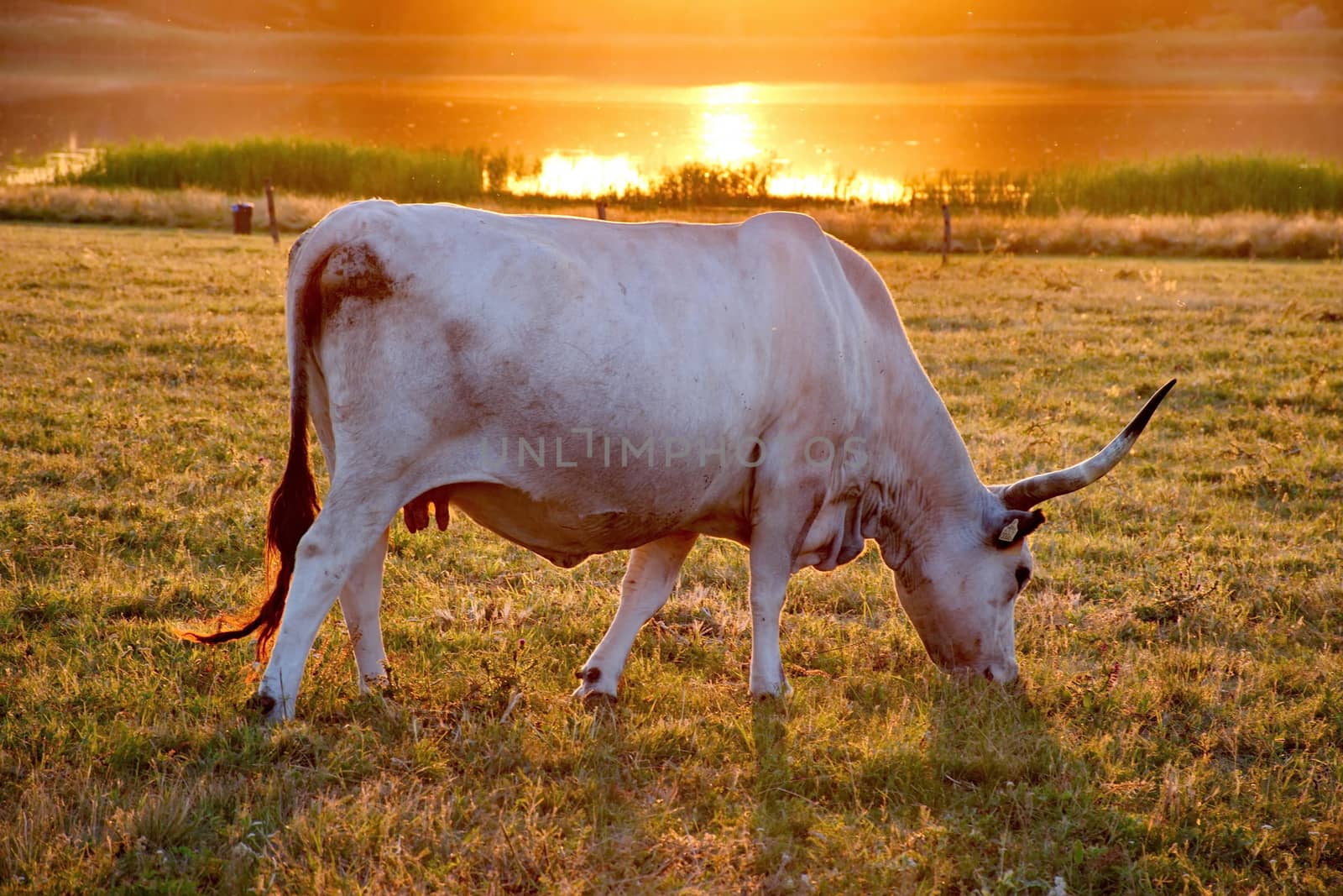 White cow with big horns in the sunset