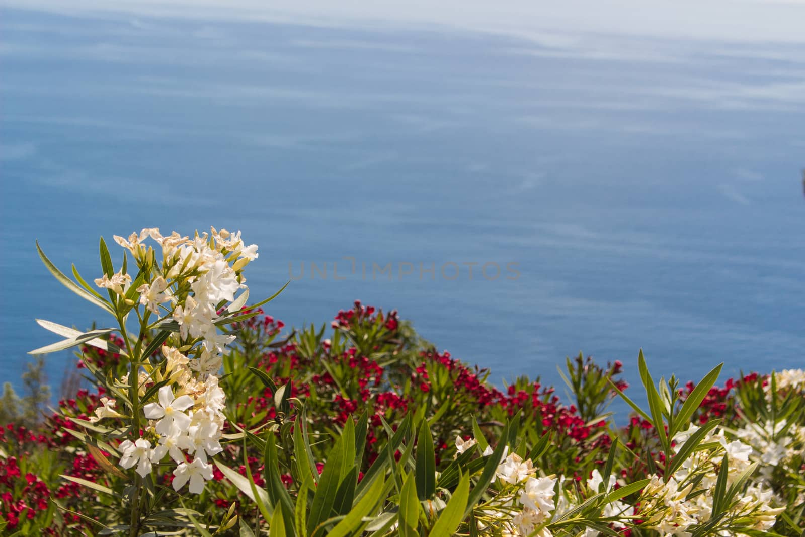 Flowers on the background sea