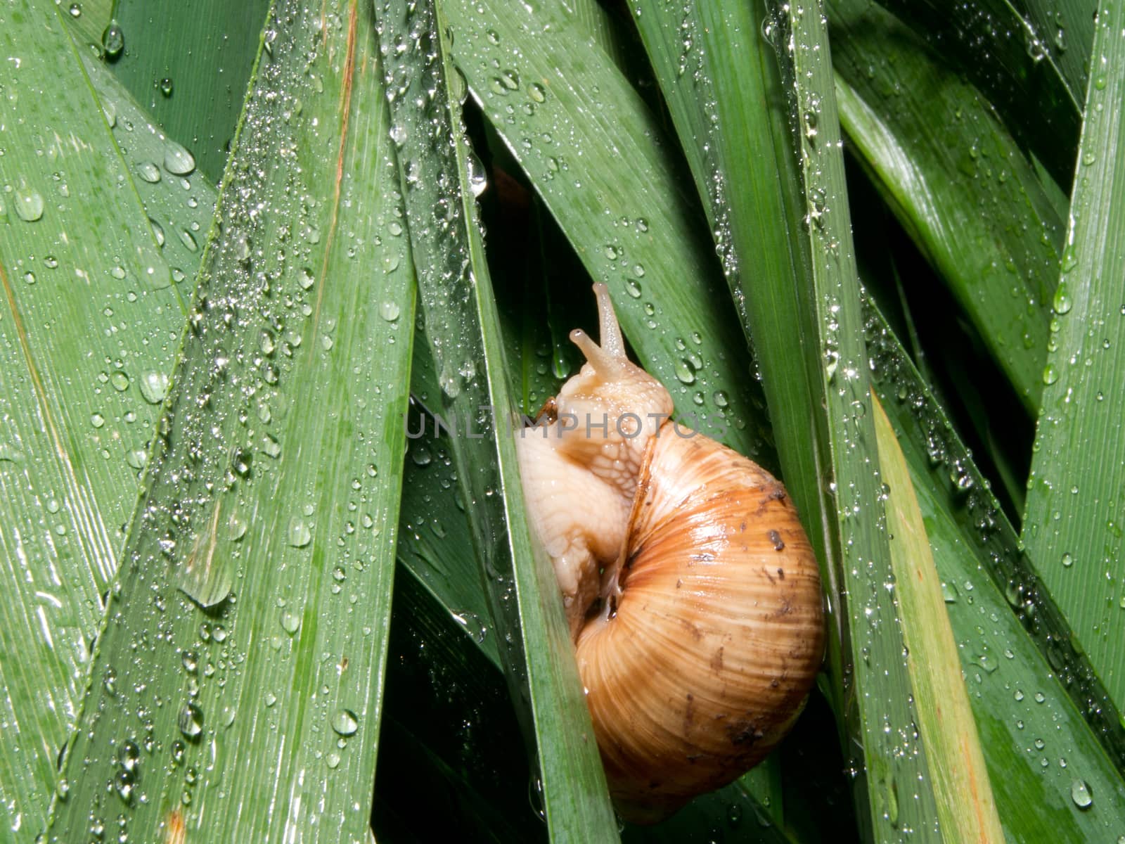 The snails (Helix pomatia) leaves amongst rain.