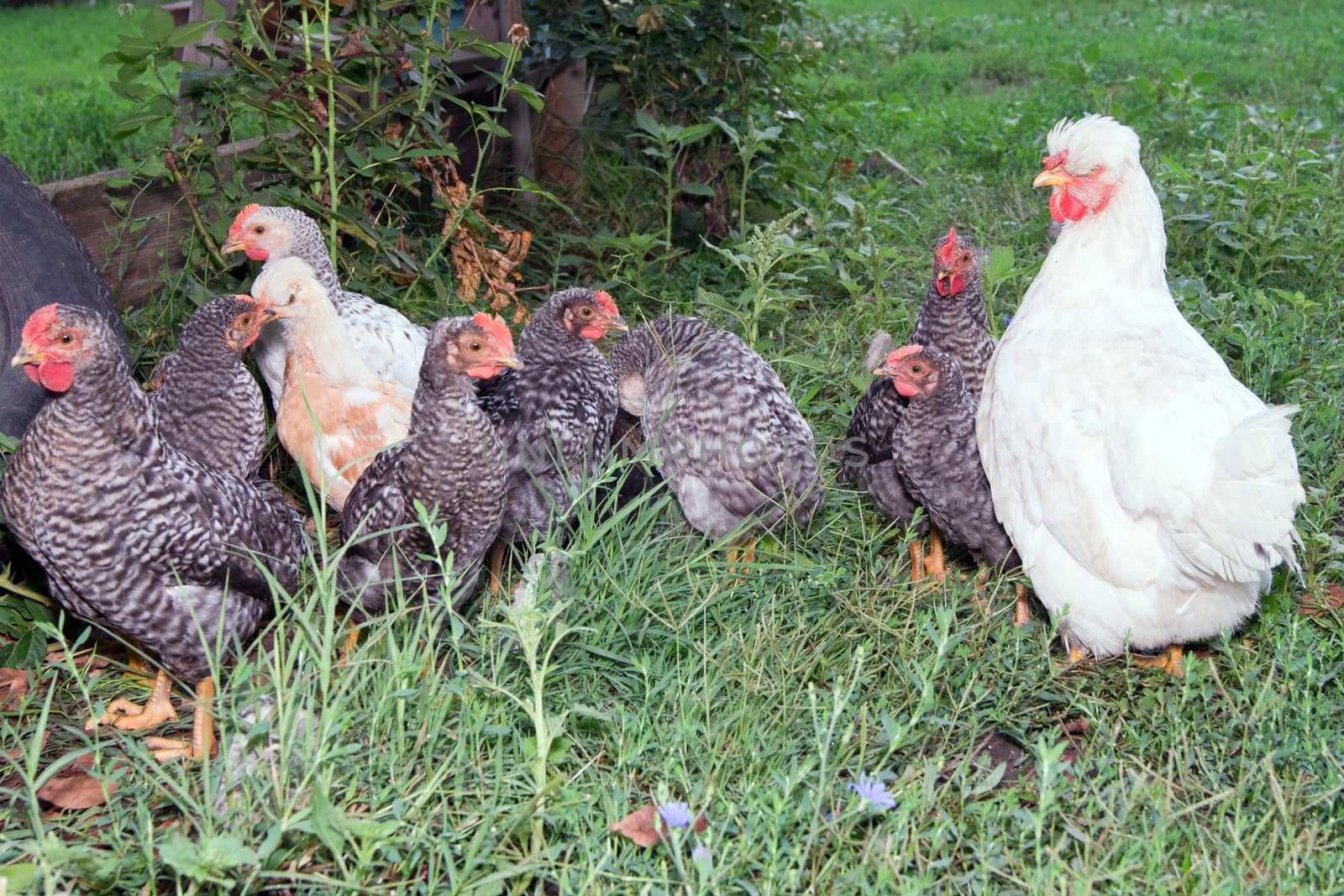 The brooding leads the chicks in the yard.