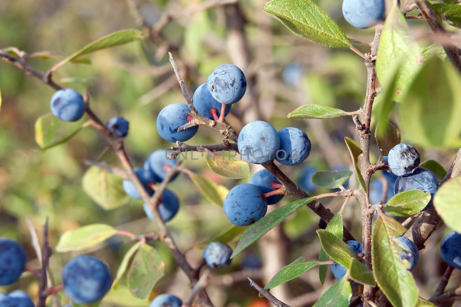 The blue sloe fruit of the autumn forest.