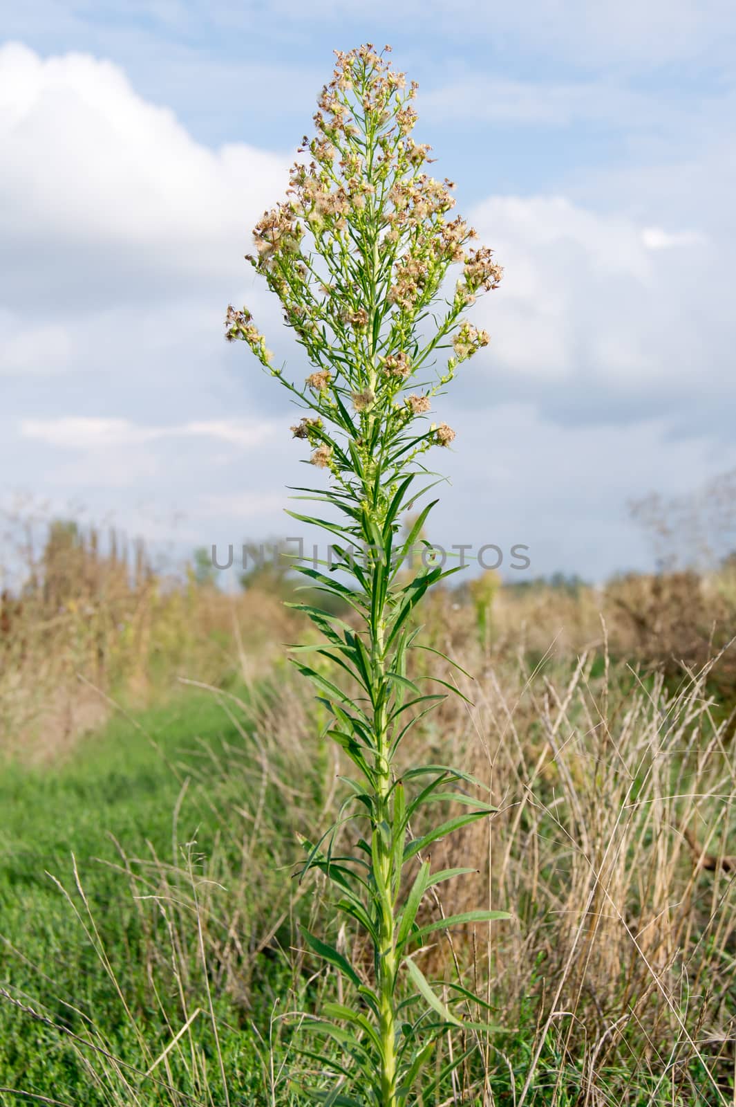 The Horseweed (Conyza canadensis) can be used for healing.