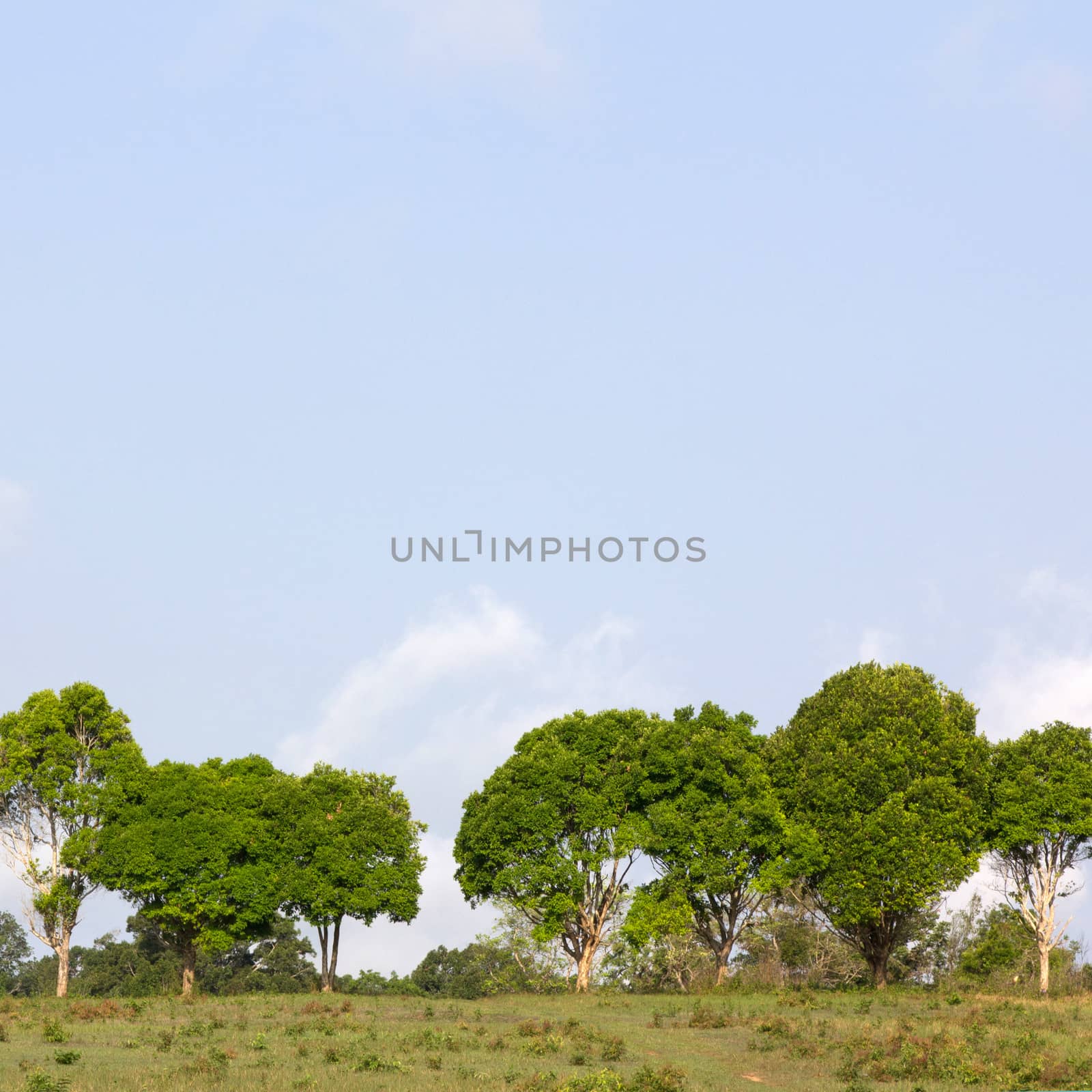 Row of green trees by liewluck