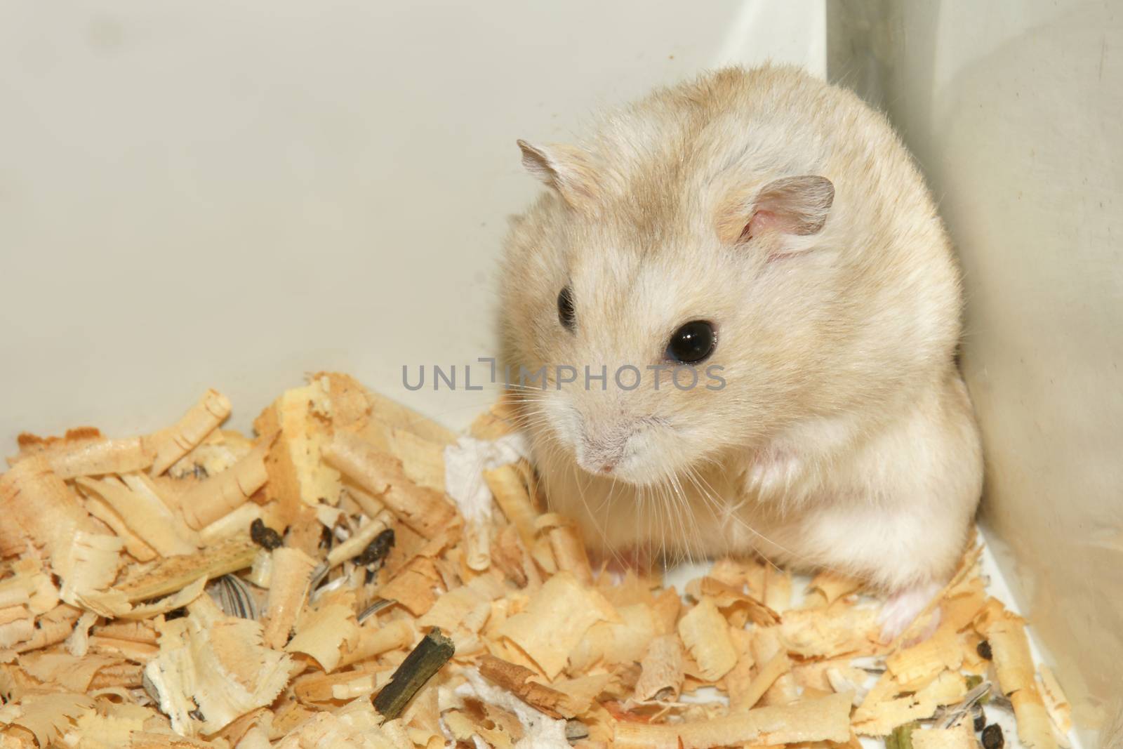 Cute hamster in sawdust wooden house