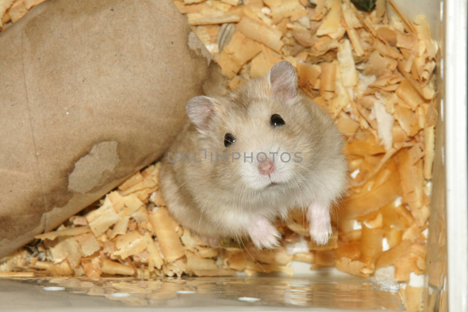 Cute hamster in sawdust wooden house
