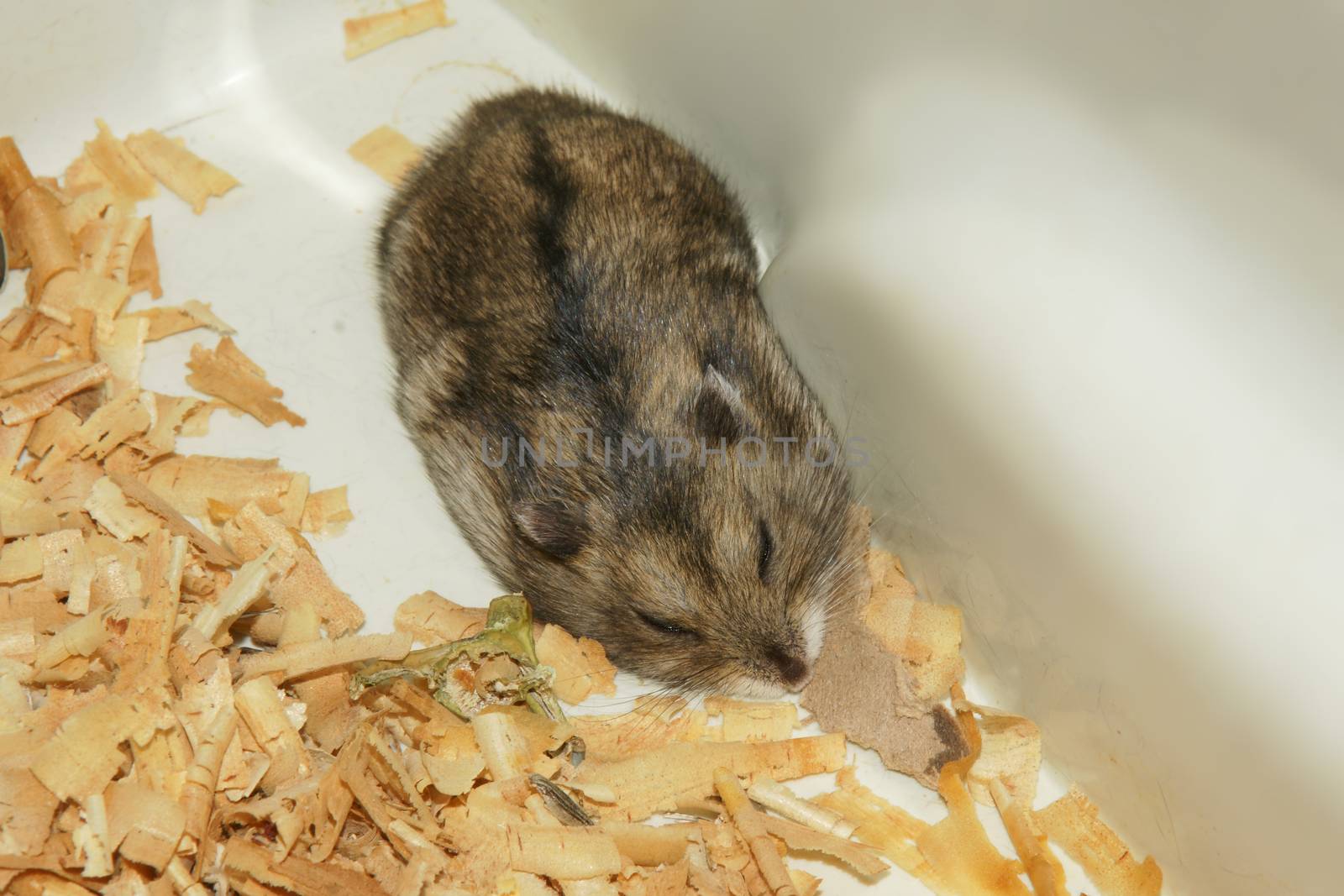 Cute hamster in sawdust wooden house