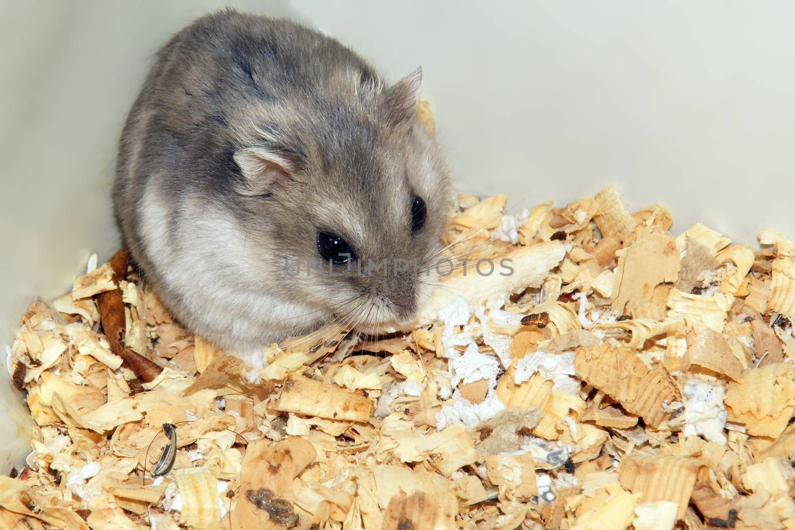 Cute hamster in sawdust wooden house by mranucha