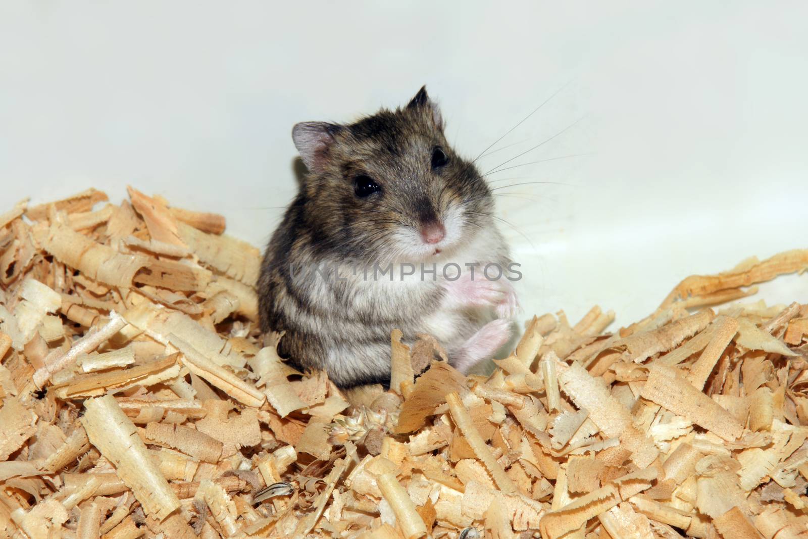 Cute hamster in sawdust wooden house