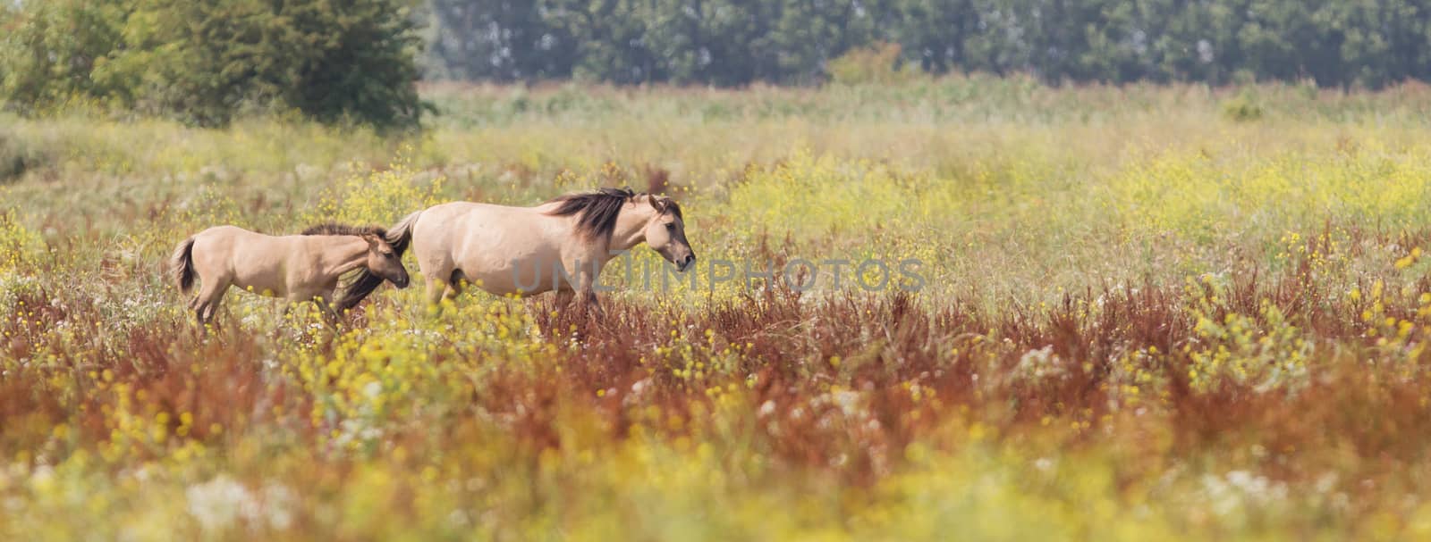 Konik horses walking in the dutch landscape