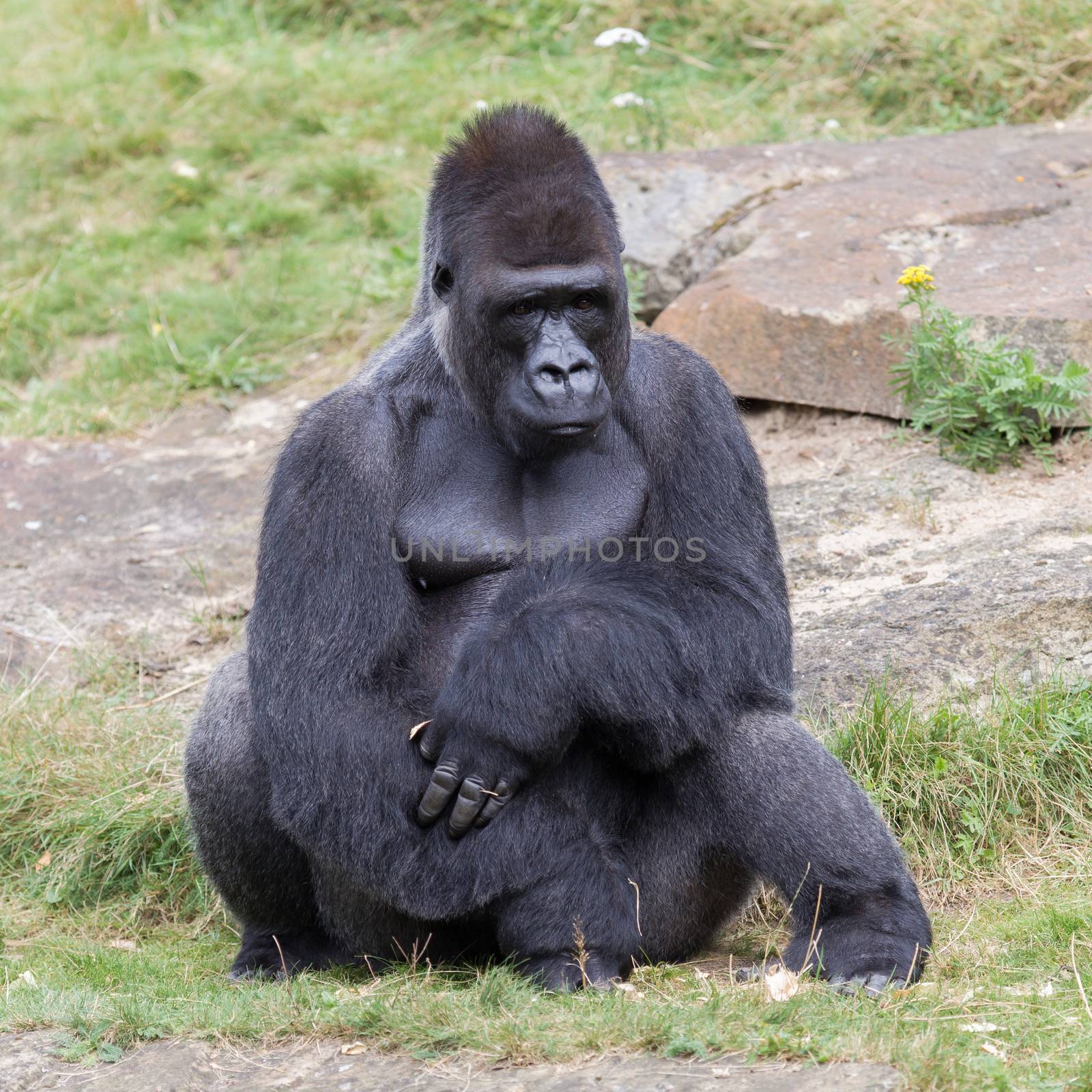 Silver backed male Gorilla by michaklootwijk