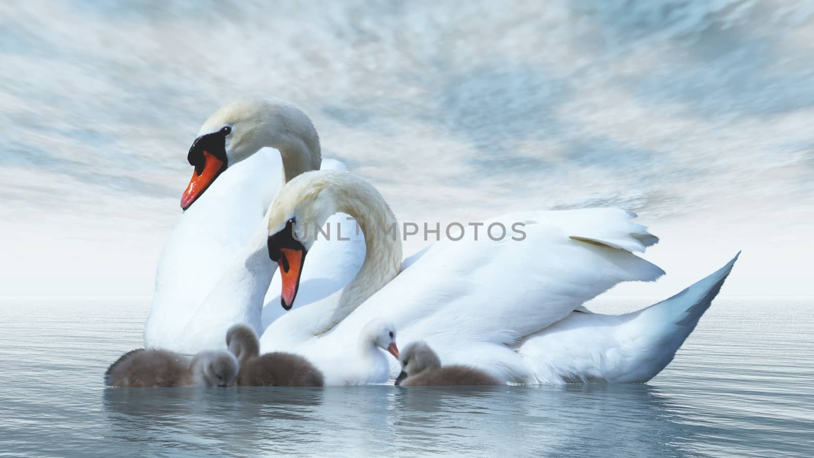 Swan family floating over by blue day - 3D render