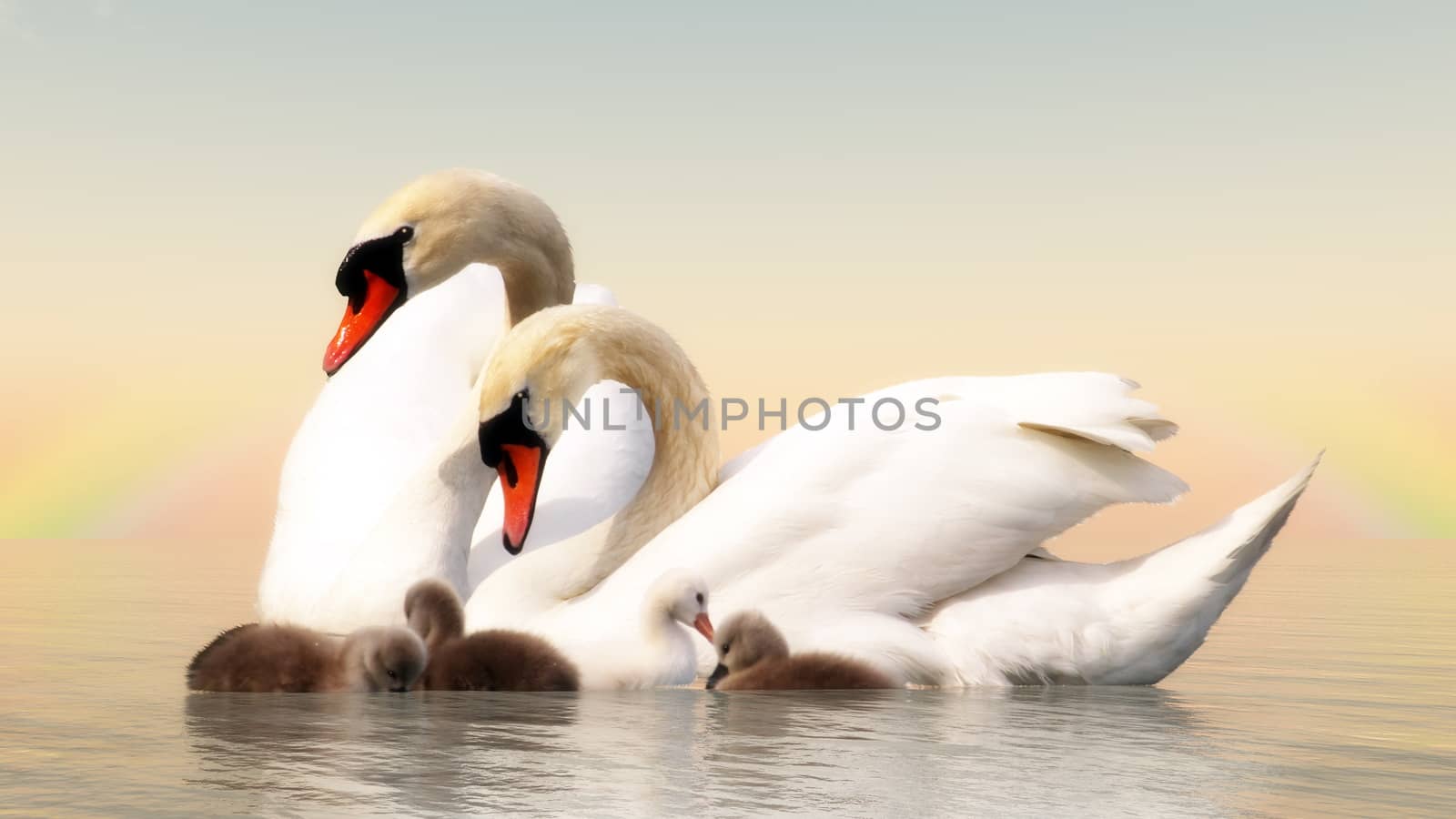 Swan family floating over water by sunset - 3D render