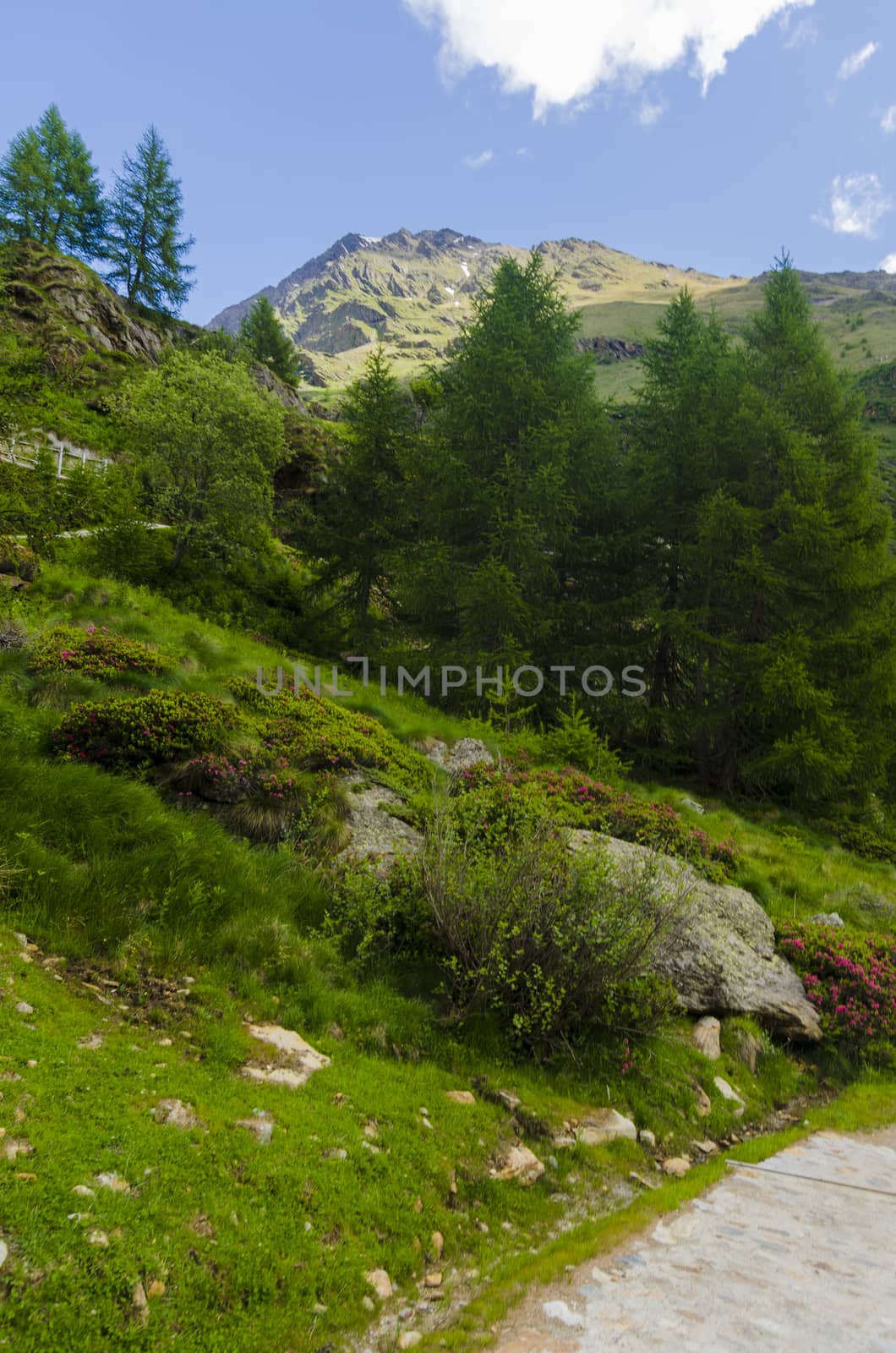 View of the Alps in Italy in summer by rogkoff