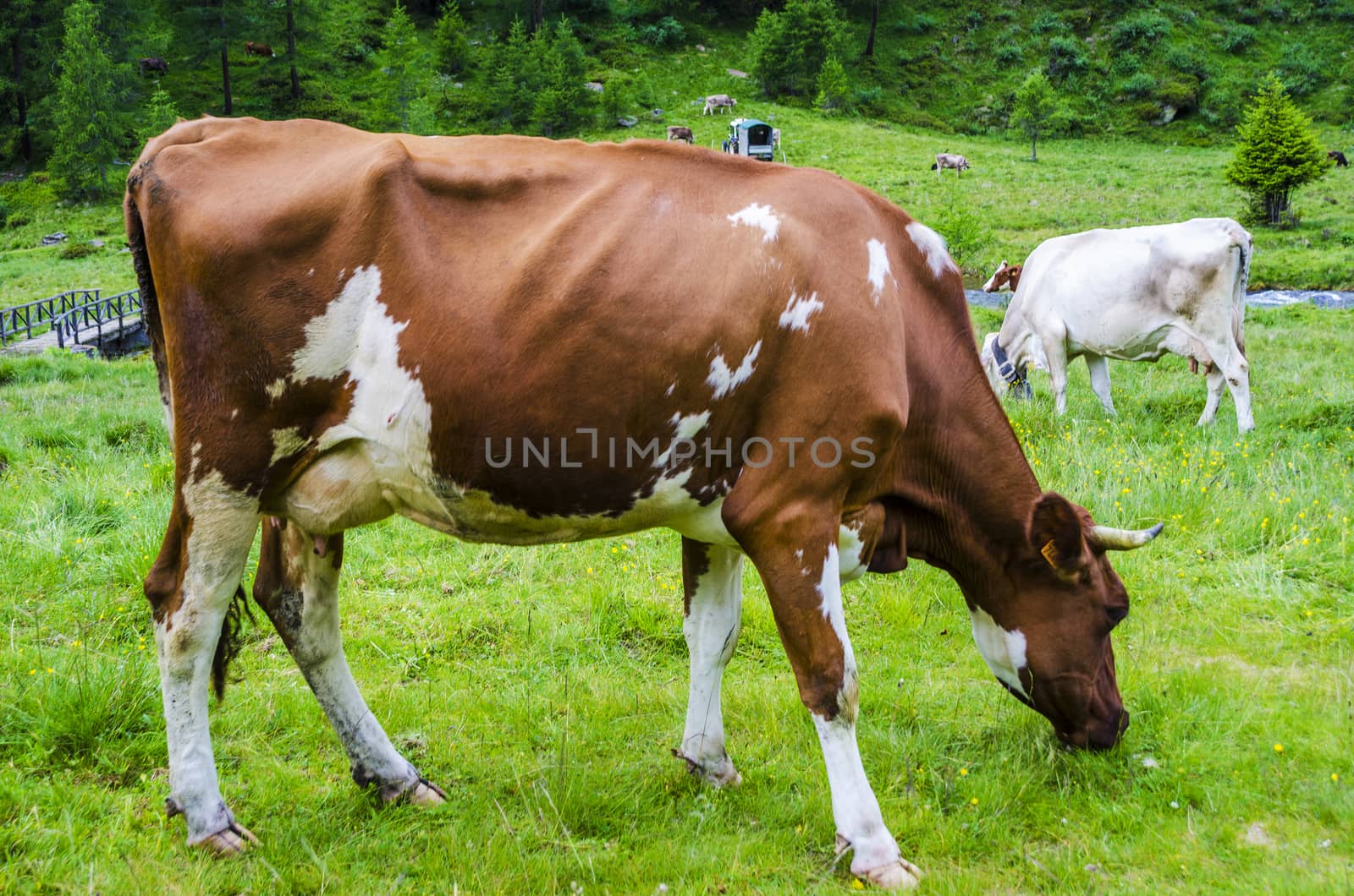 Two cows grazing on an alpine meadow