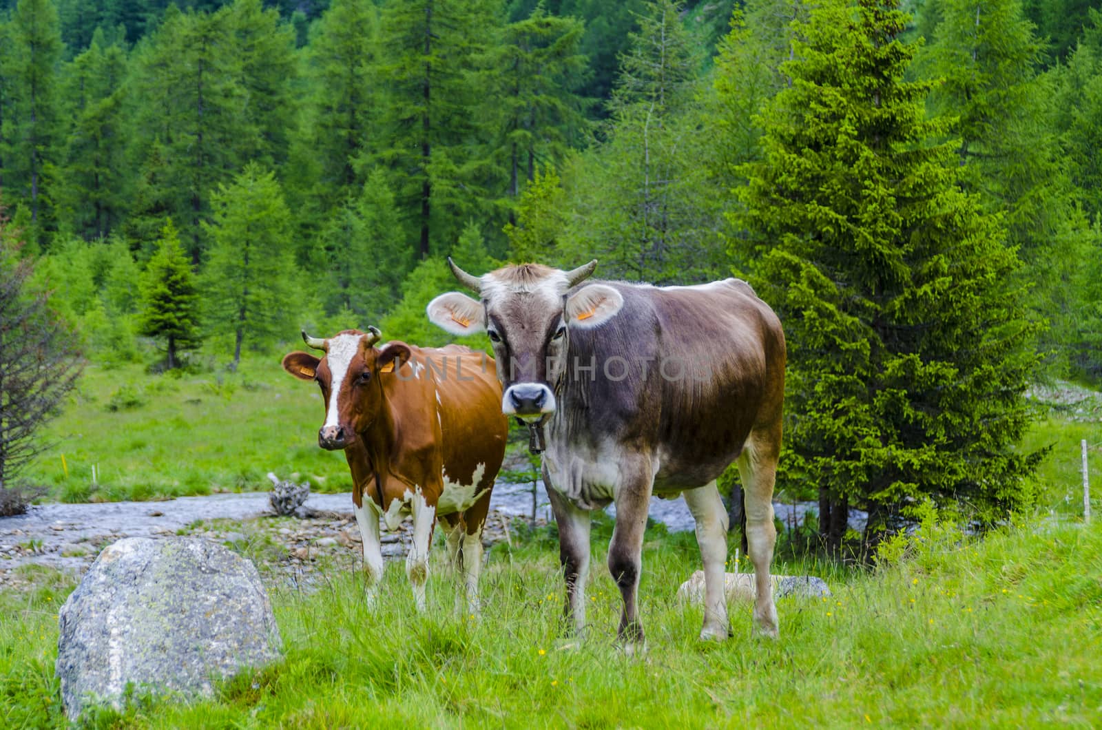 cows grazing on an alpine meadow by rogkoff