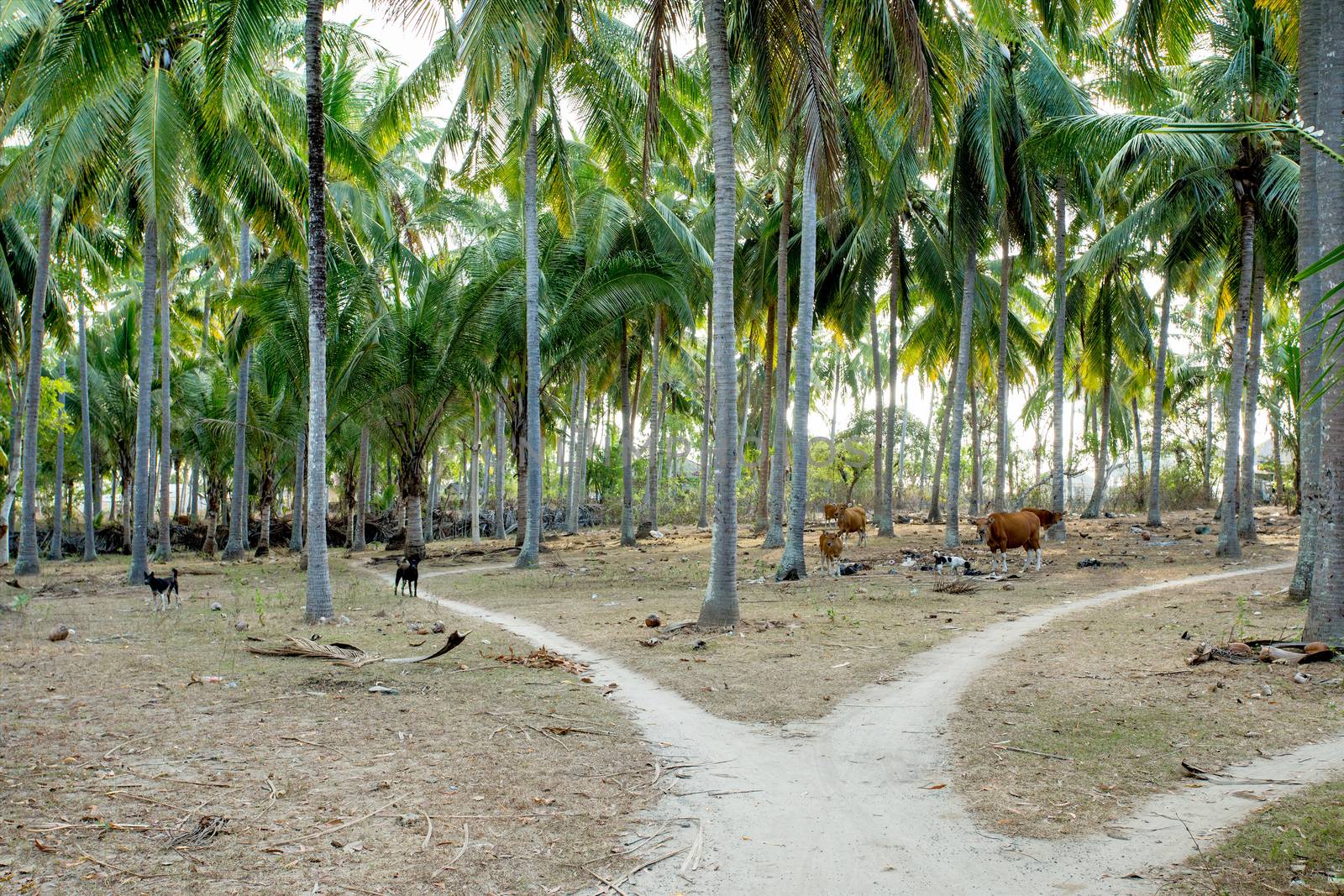 indonesia countryside with cattle and rural path crossroad in palm grove