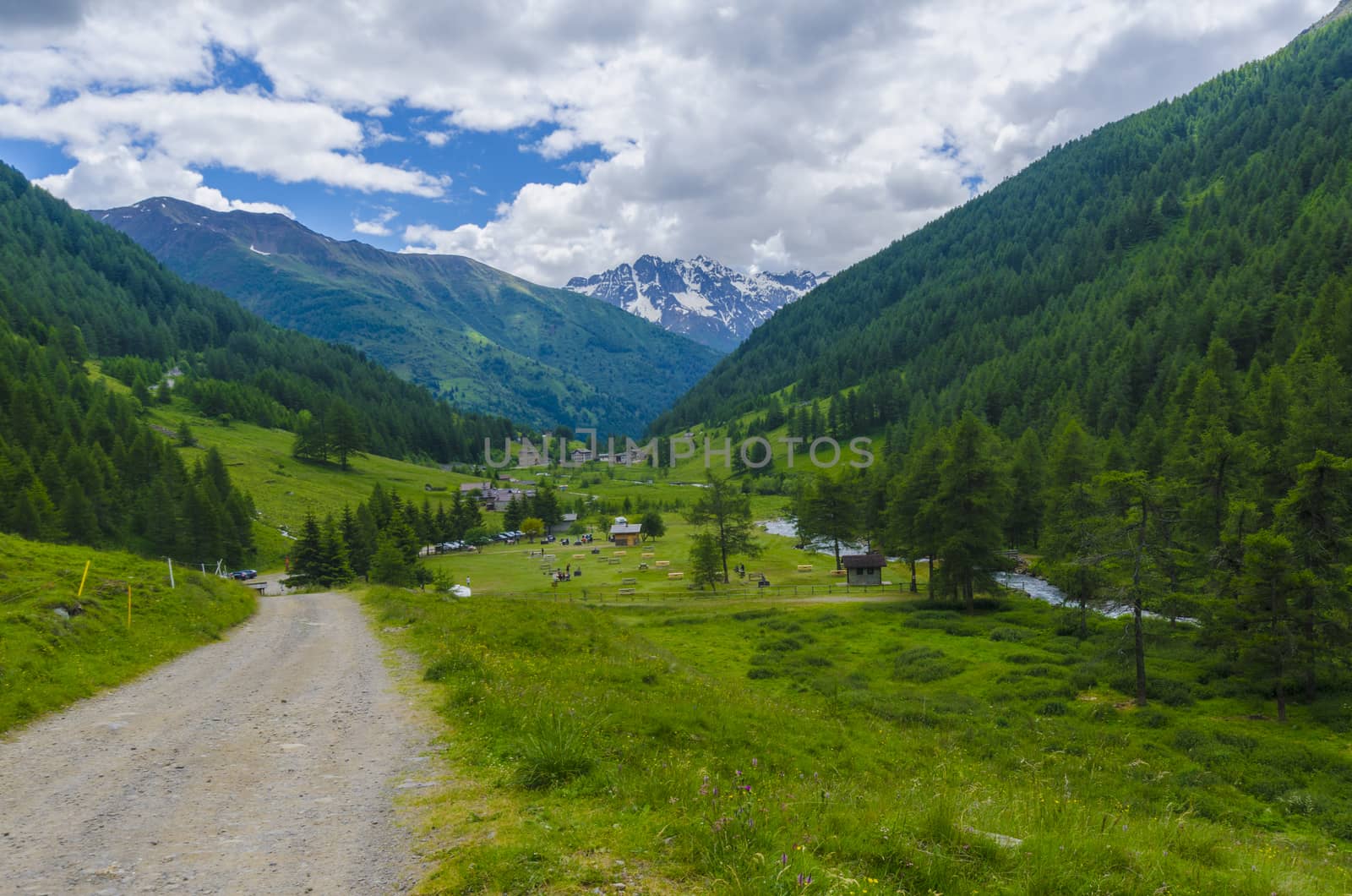 road at the foot of the Alps, and coniferous forest
