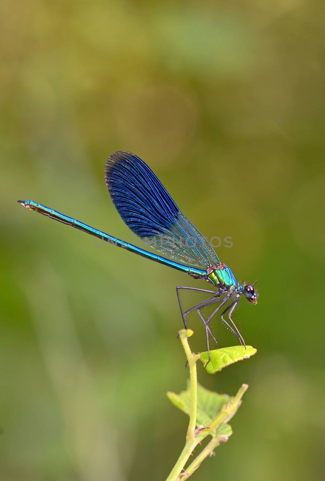 dragonfly in forest (coleopteres splendens)