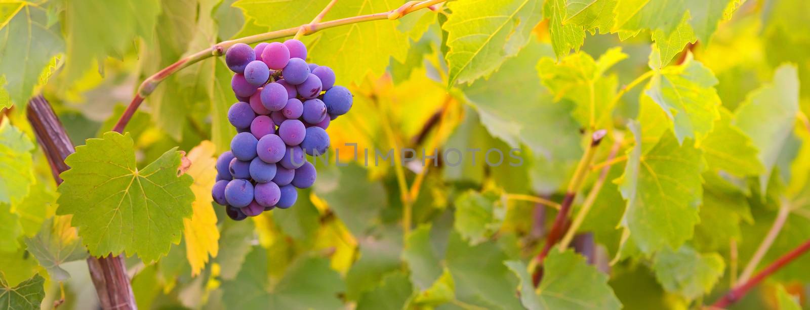 Ripe grapes with green leaves