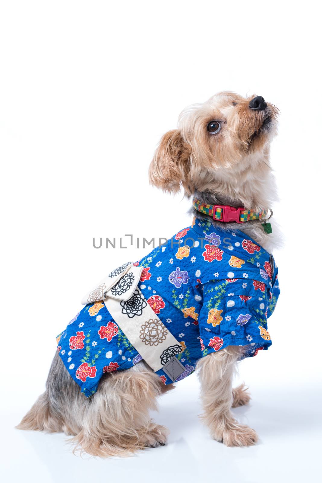 A Yorkshire Terrier wearing a blue Japanese Yukata.