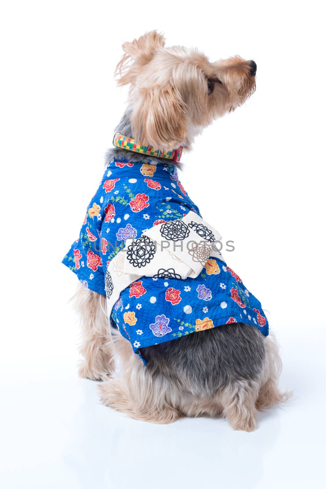 A Yorkshire Terrier wearing a blue Japanese Yukata.