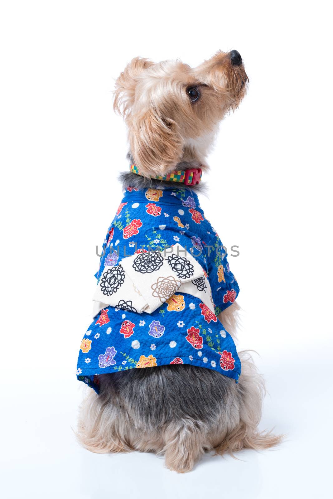 A Yorkshire Terrier wearing a blue Japanese Yukata.