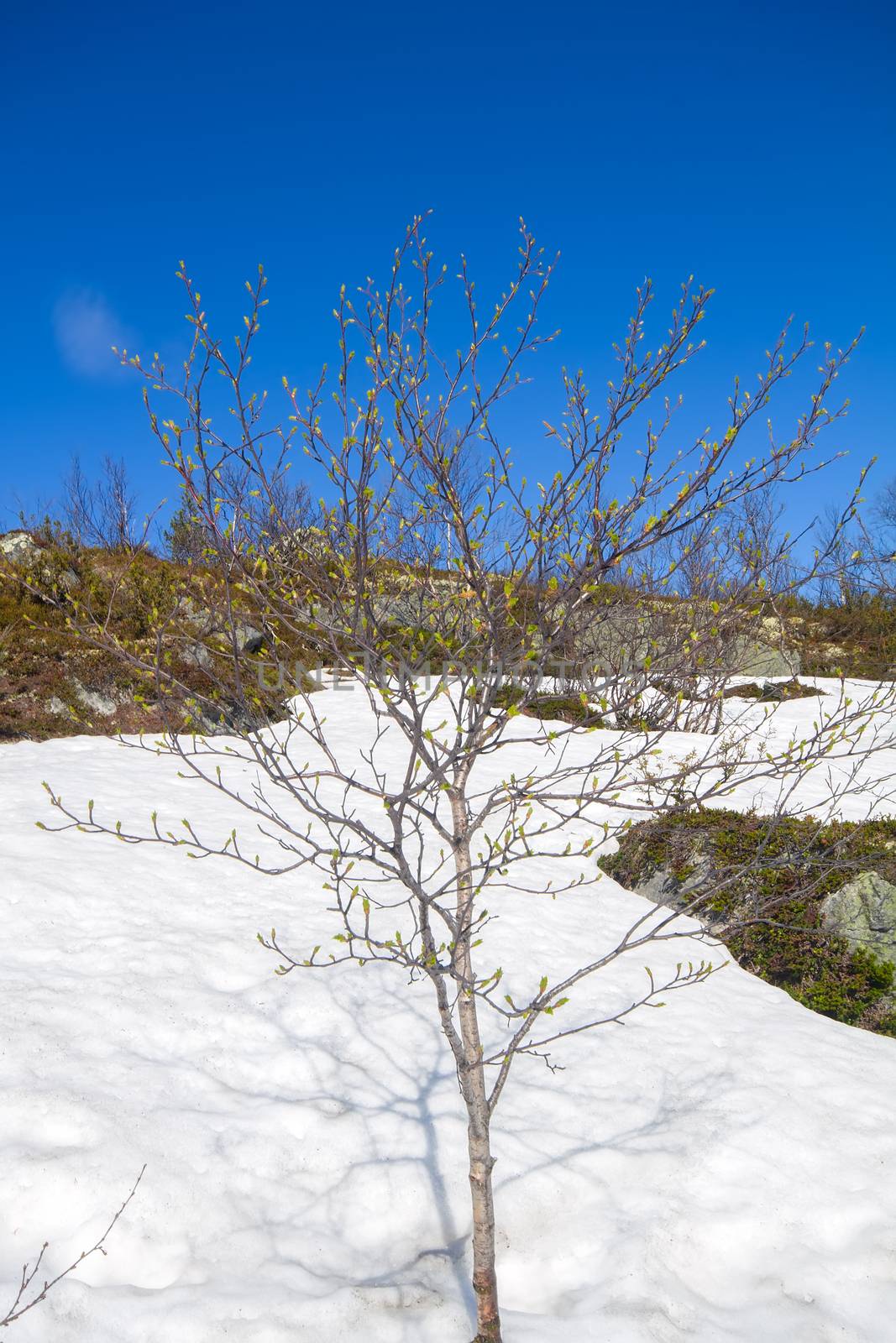 spring in the north tundra in hills