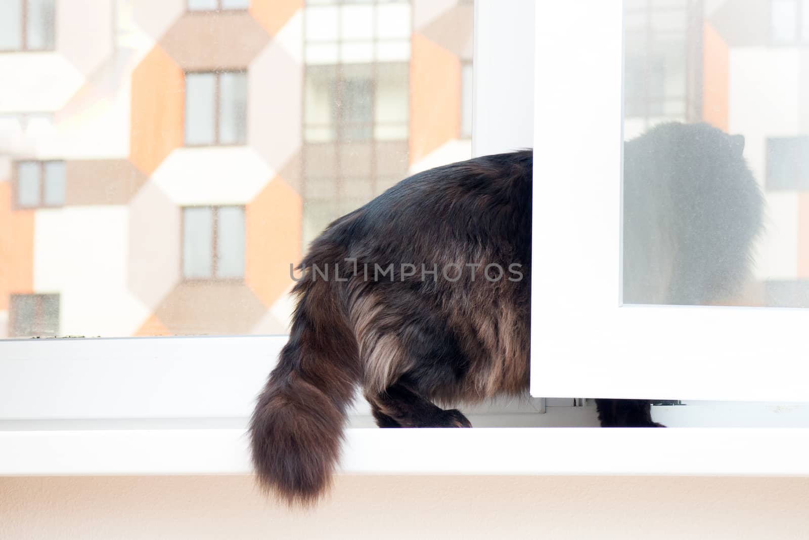 cat on the window in a new apartment house by max51288