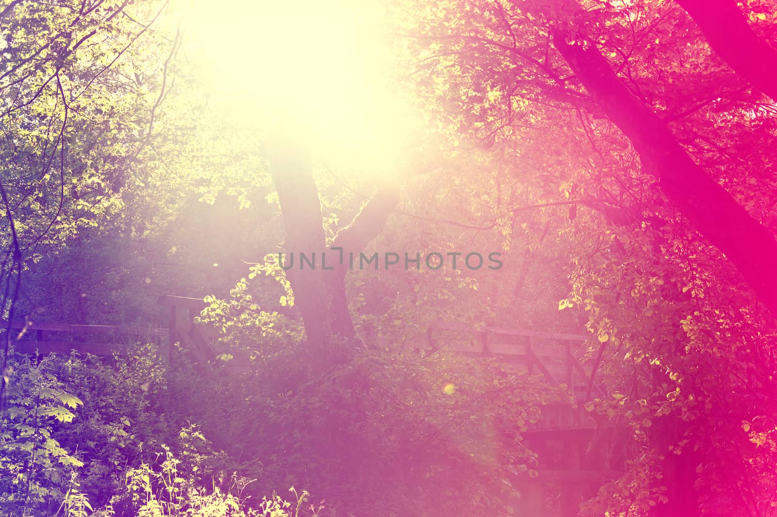 Abstract sunburst vintage summer background. Blurred instagram vintage forest.