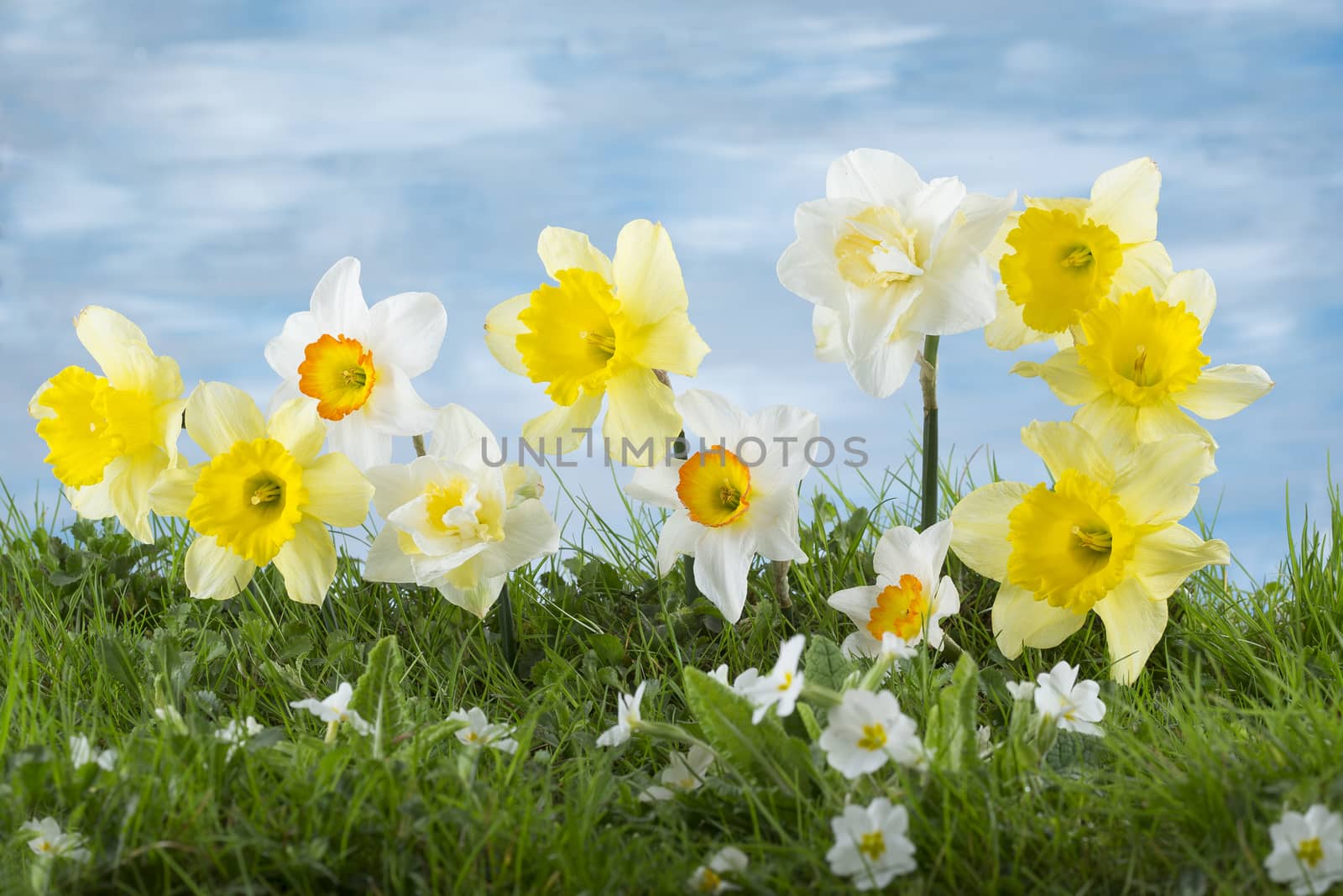 Spring narcissus flowers in green grass against cloudy blue sky by JPC-PROD