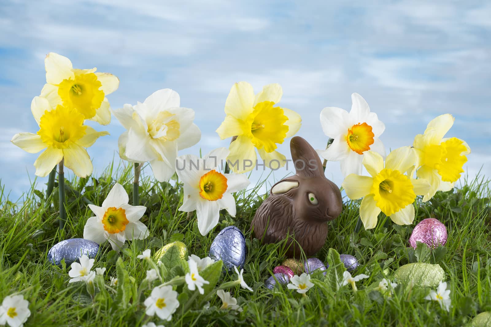 Easter eggs hiding in the grass with daffodil