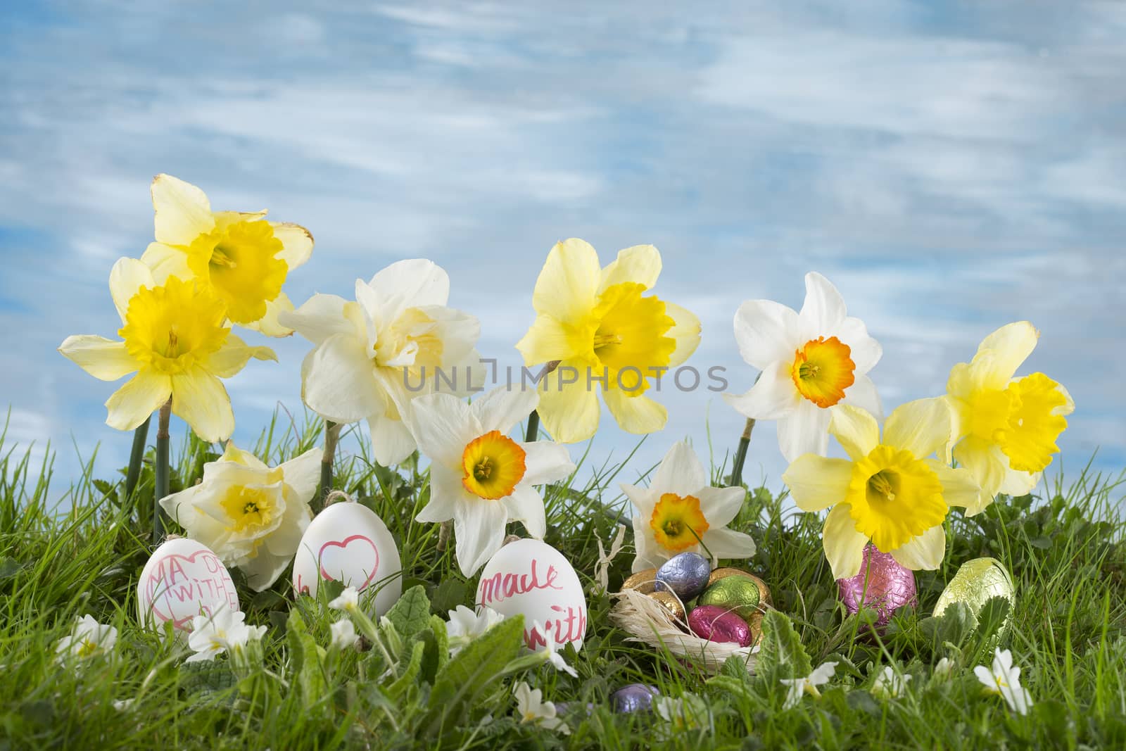 Easter eggs hiding in the grass with daffodil