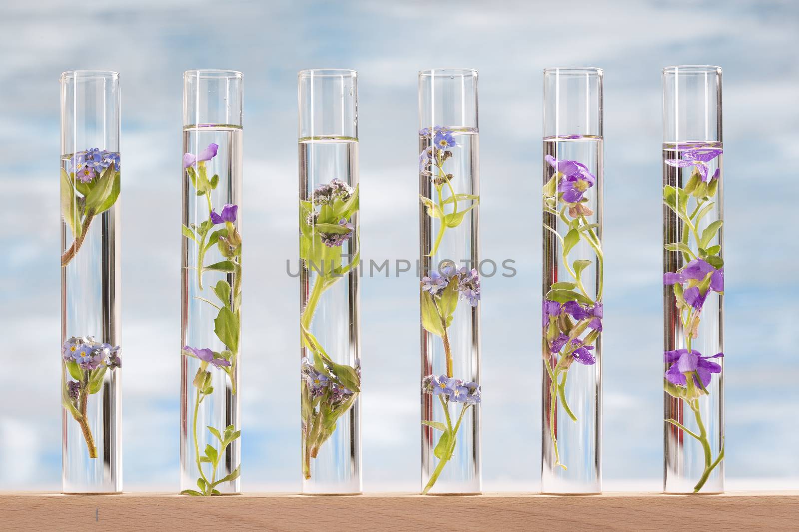 Flowers and plants in test tubes