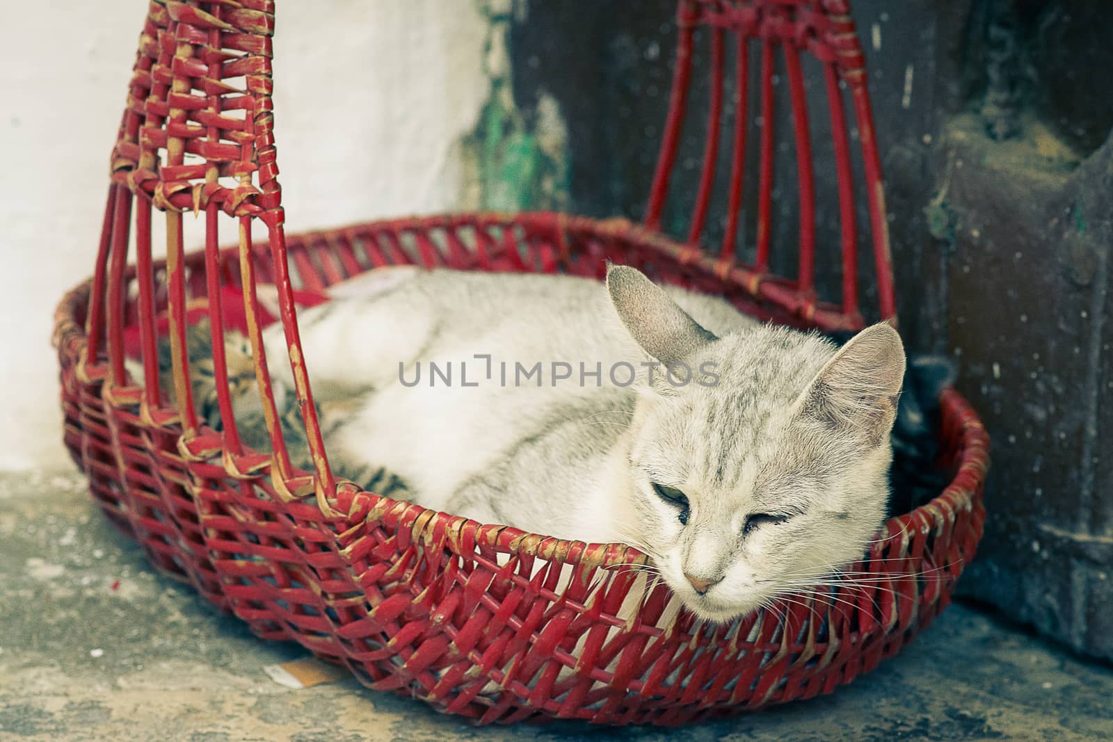 Mother cat with kittens in a basket red