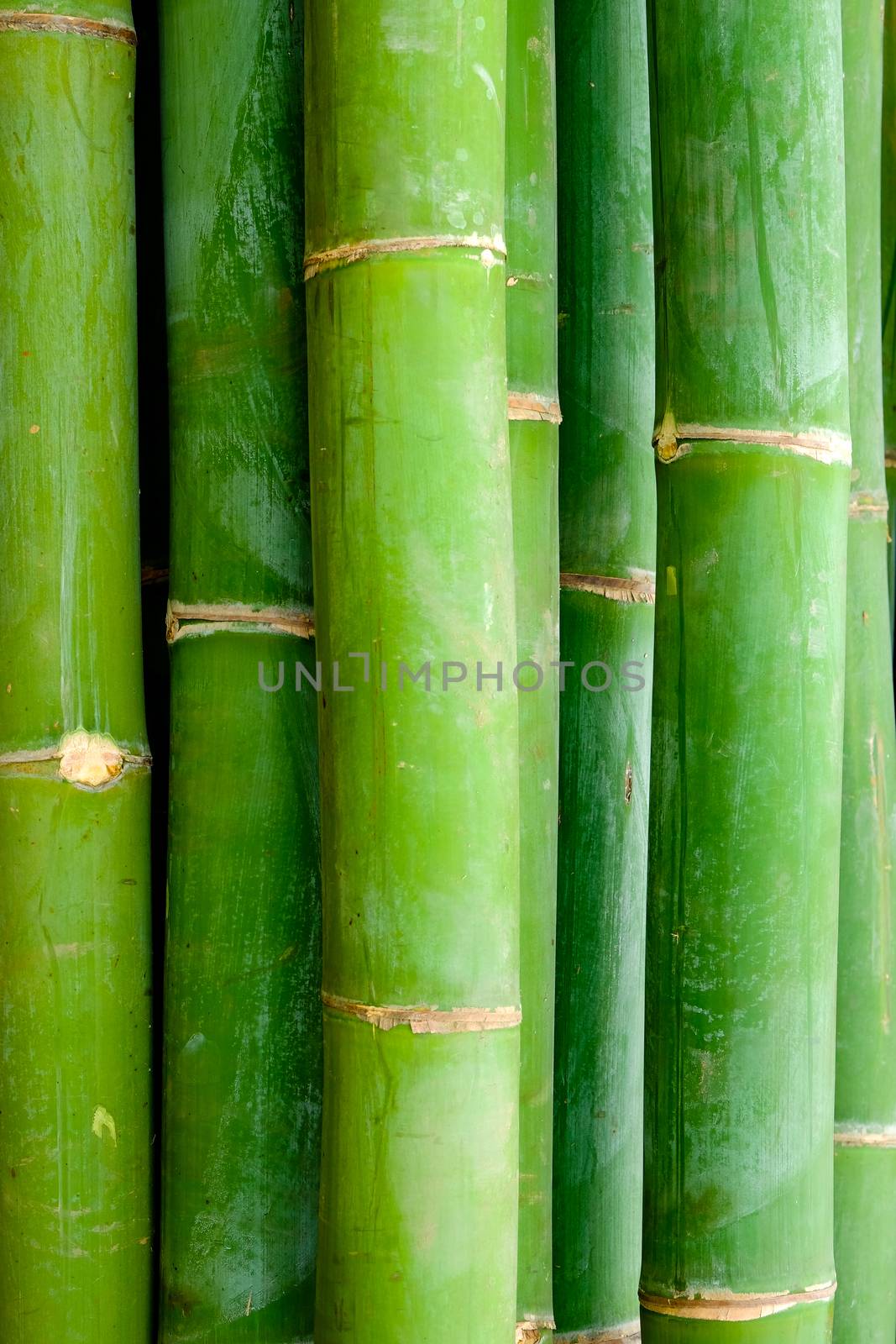 Detail close-up view of bamboo sticks by martinm303