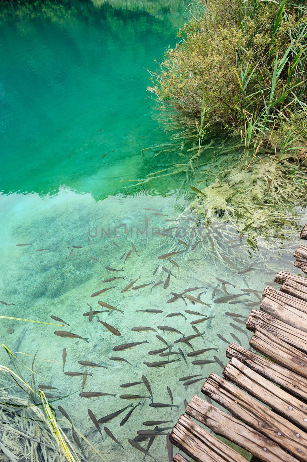 Fishes in clear water of Plitvice Lakes, Croatia by starush