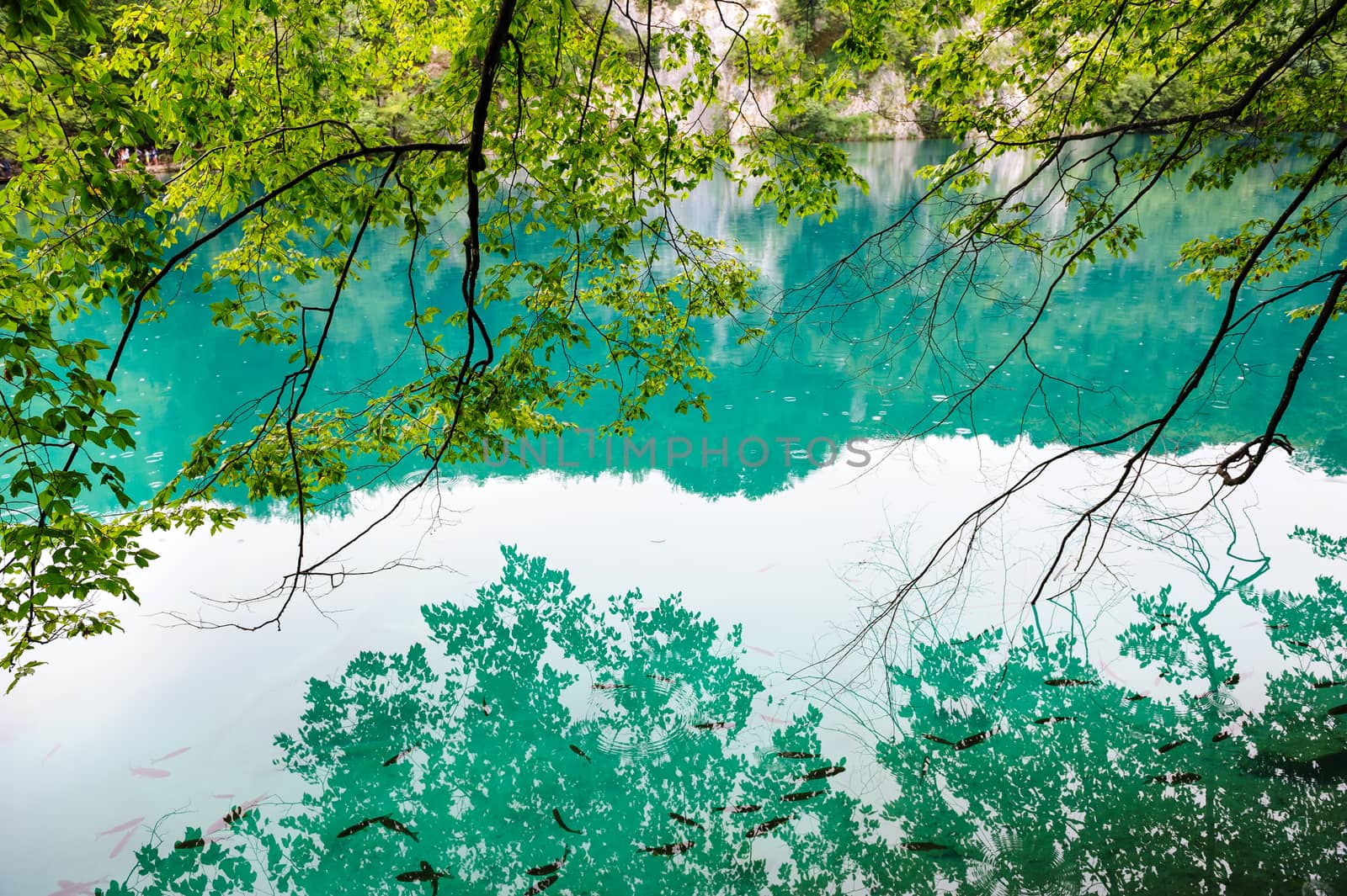 Extremely clear water of Plitvice Lakes, Croatia. Rainy day.