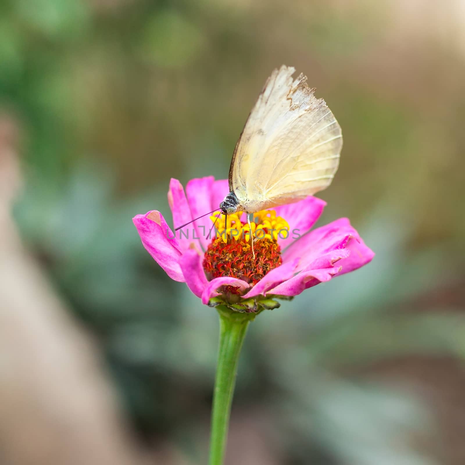 The beautiful butterfly on hand at Chiang Mai National Park, Thailand (Taken from distance and selective focus point)