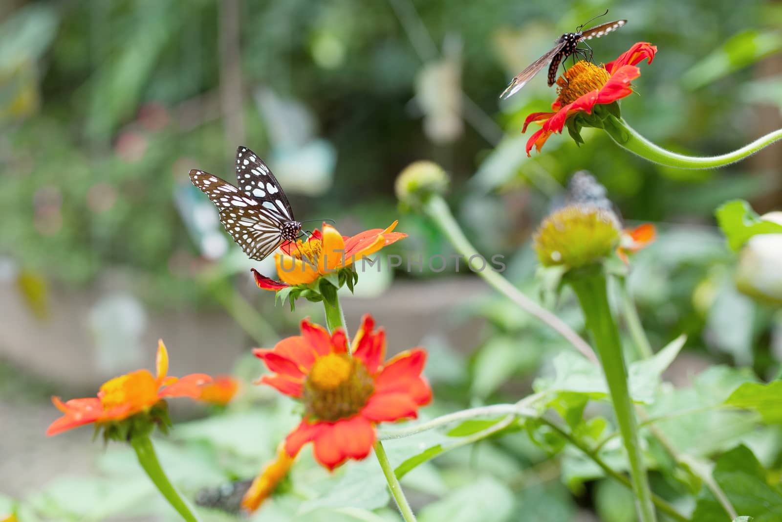 The beautiful butterfly at Chiang Mai National Park, Thailand (Taken from distance and selective focus point)