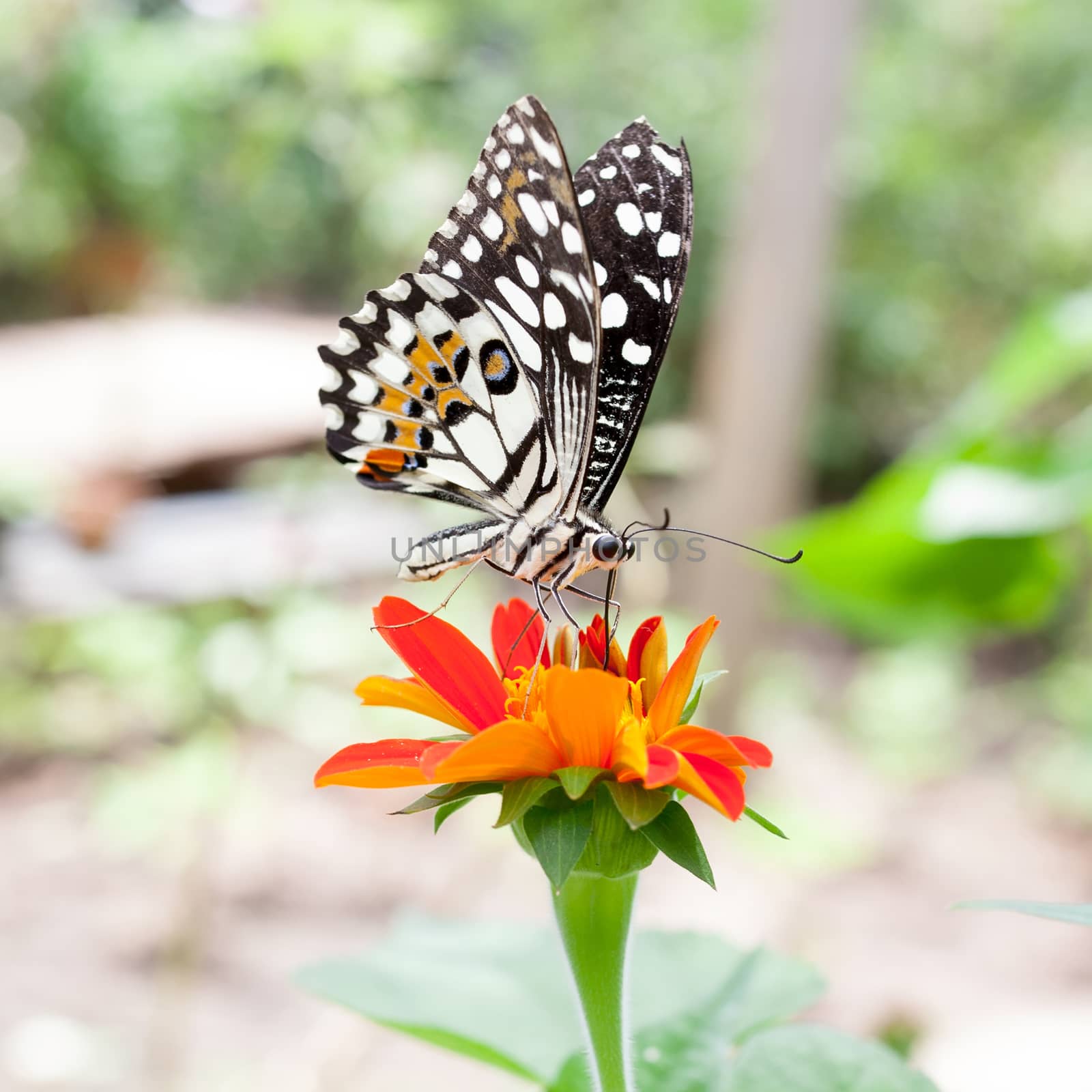 The beautiful butterfly at Chiang Mai National Park, Thailand by nopparats