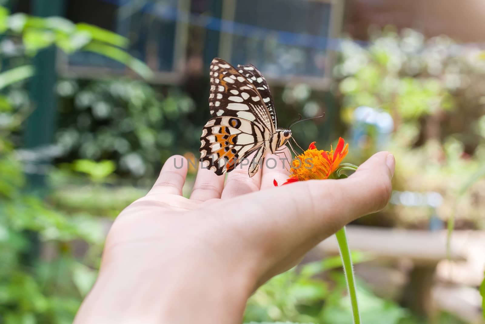 The butterfly on hand at Chiang Mai National Park, Thailand