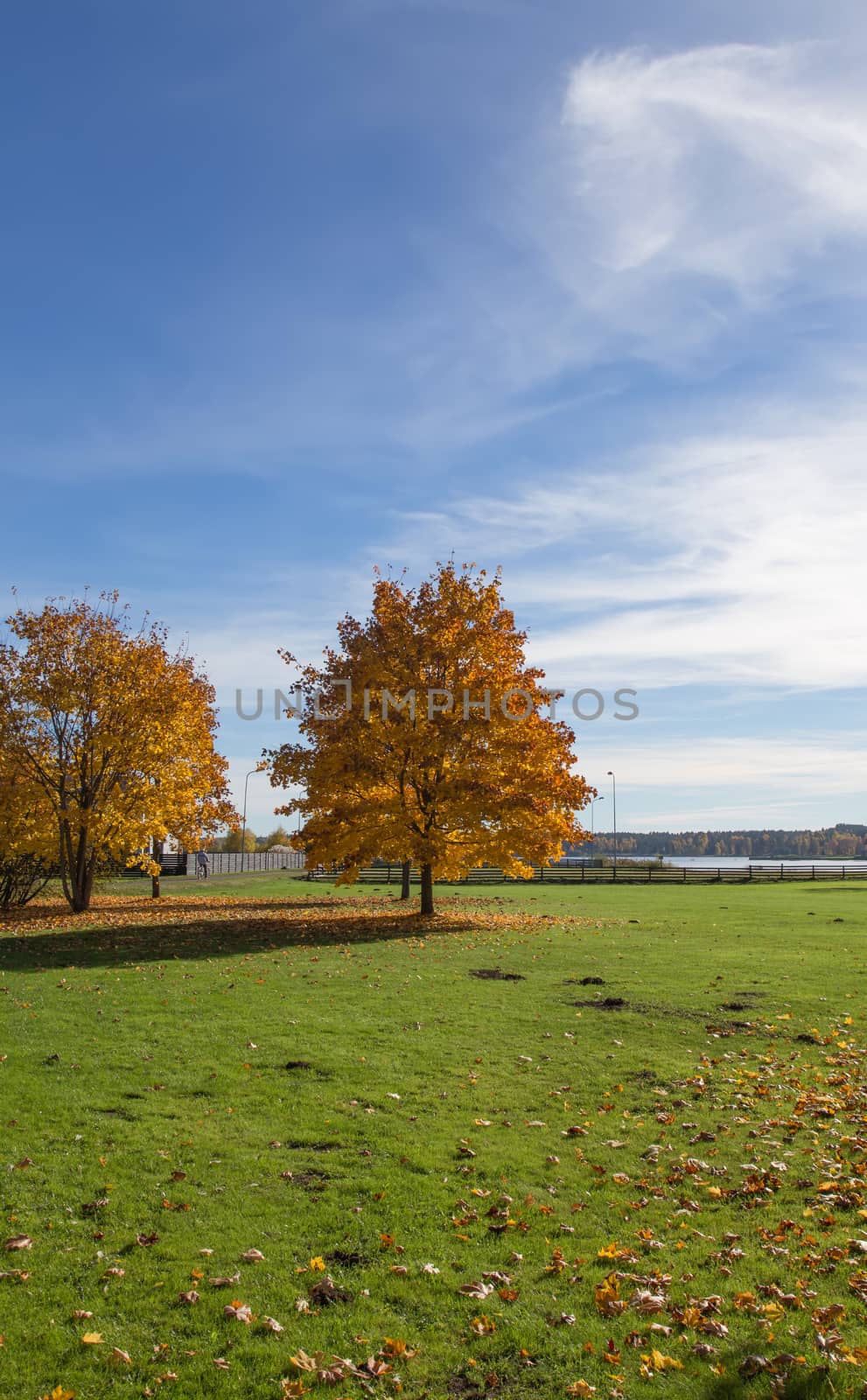 Golden Autumn tree Latvia by desant7474
