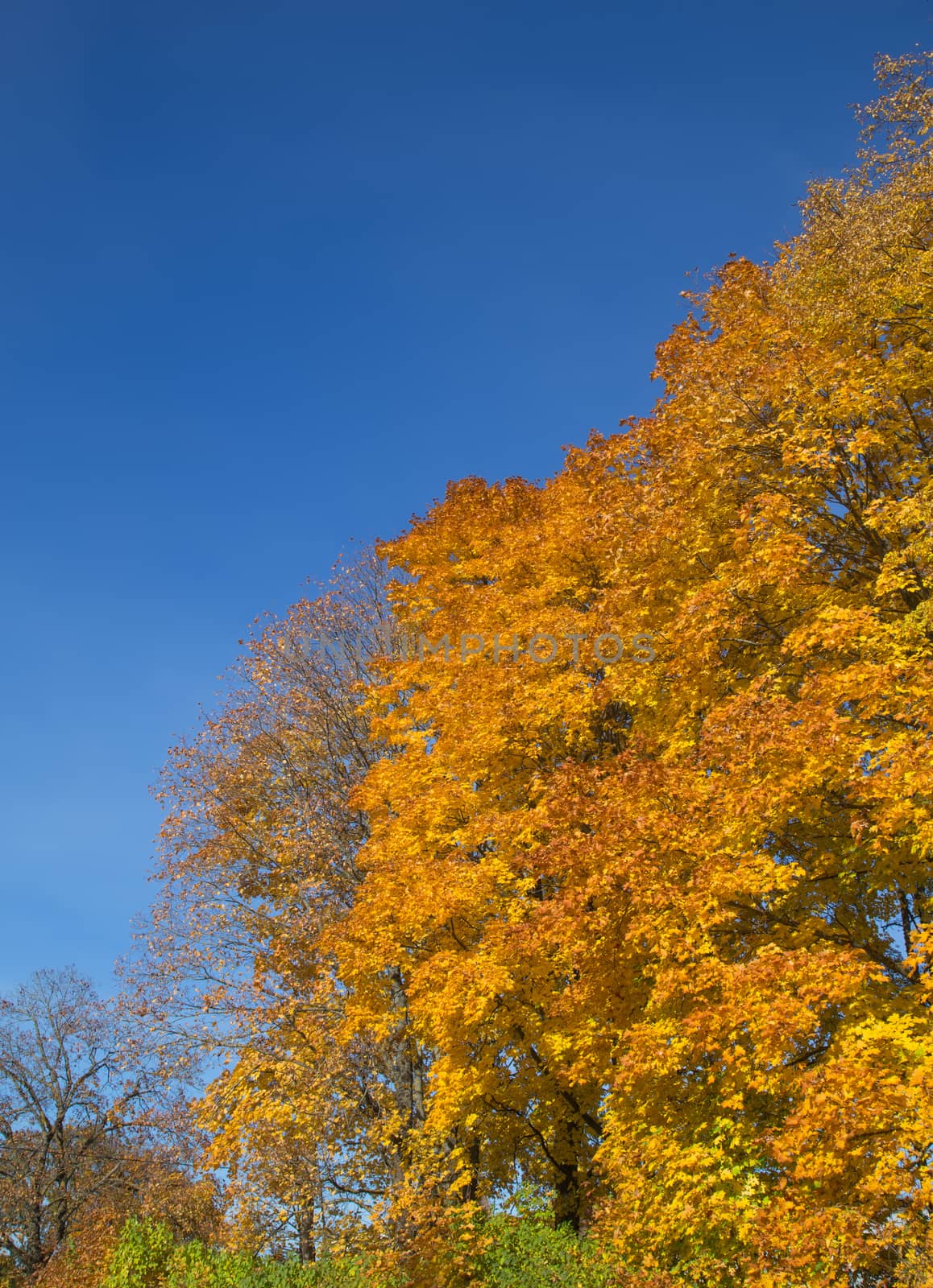 Golden Autumn tree Latvia by desant7474