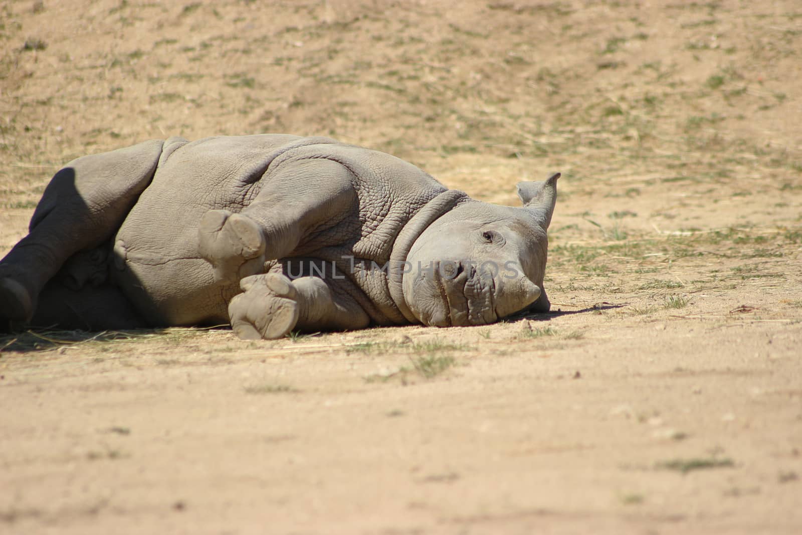 Baby White Rhinoceros lying on the side