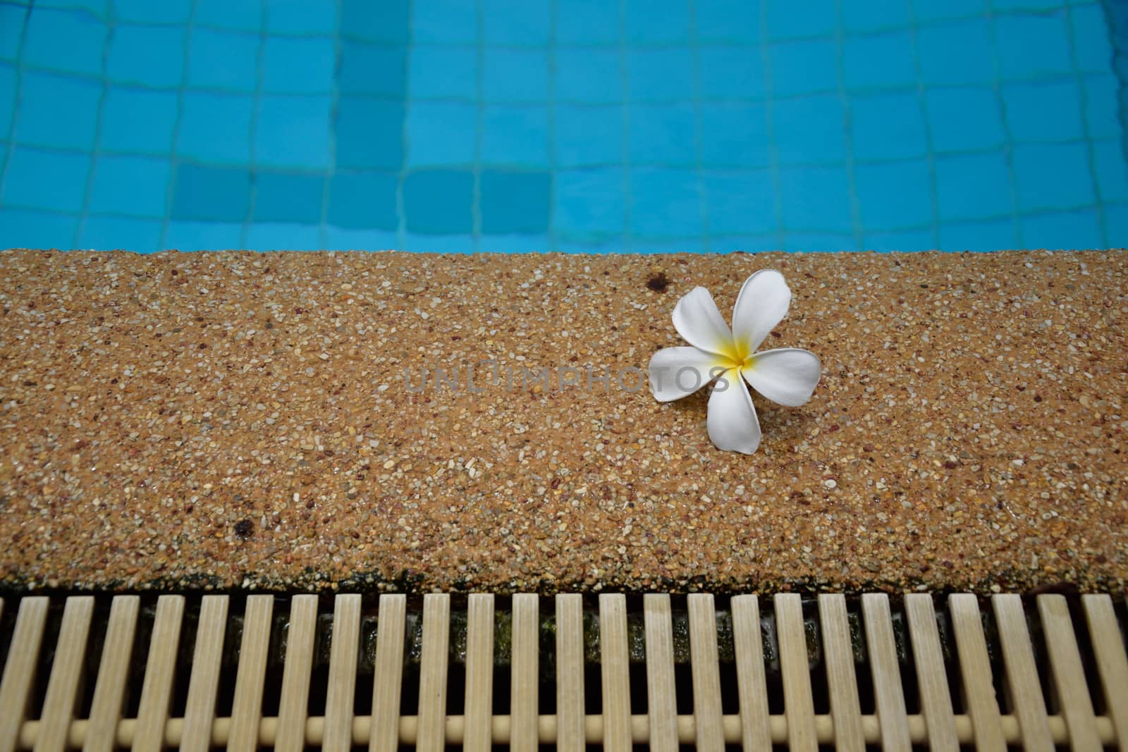 frangipani on swiming pool