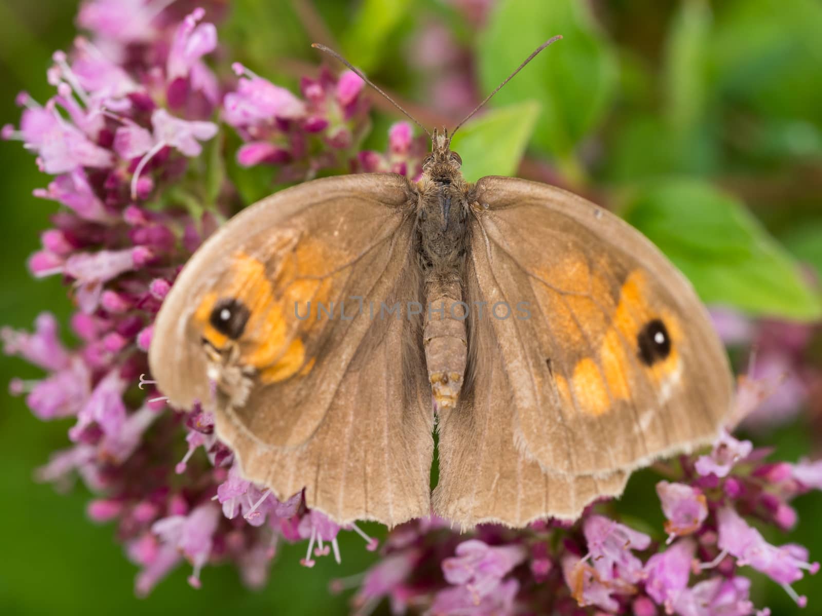 Wild brown buttefly on pink flowers by frankhoekzema