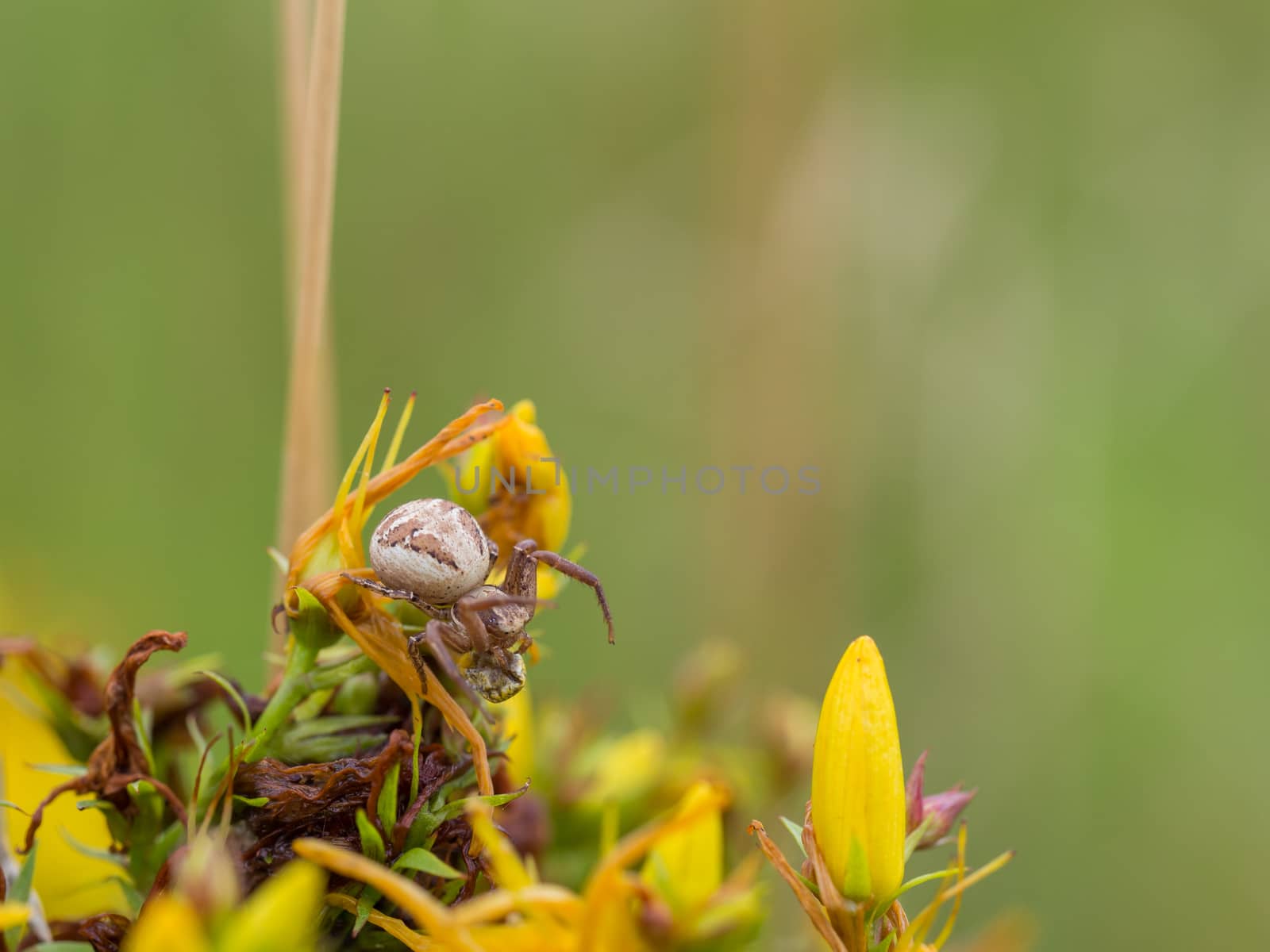 Small cross spider on yellow flowers by frankhoekzema